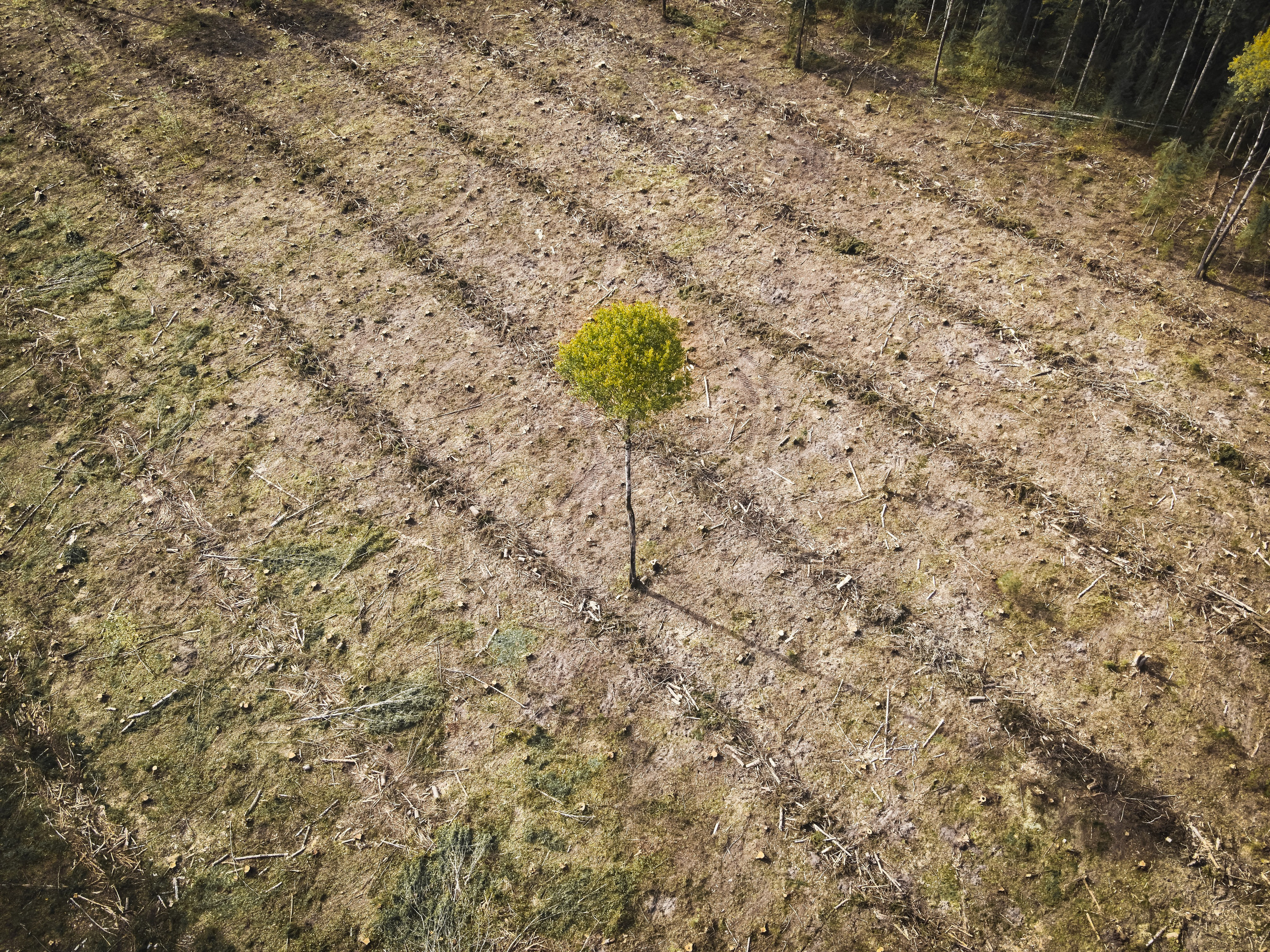 одинокое дерево на делянке