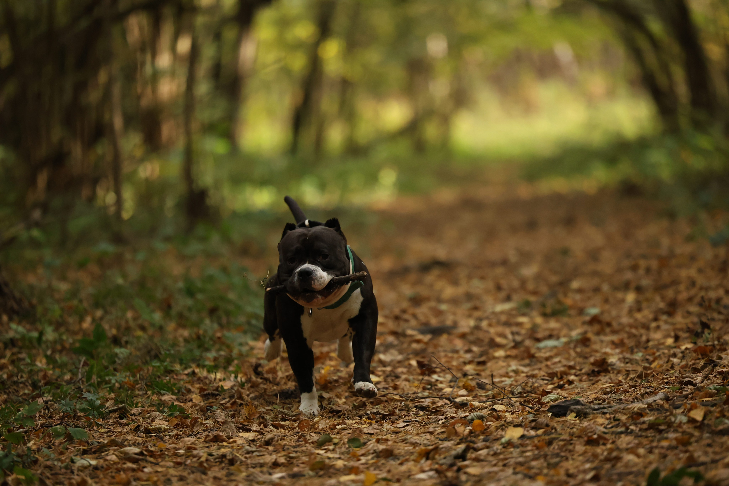 Бумер. Виктория Михайловская. Фотограф-анималист. Москва