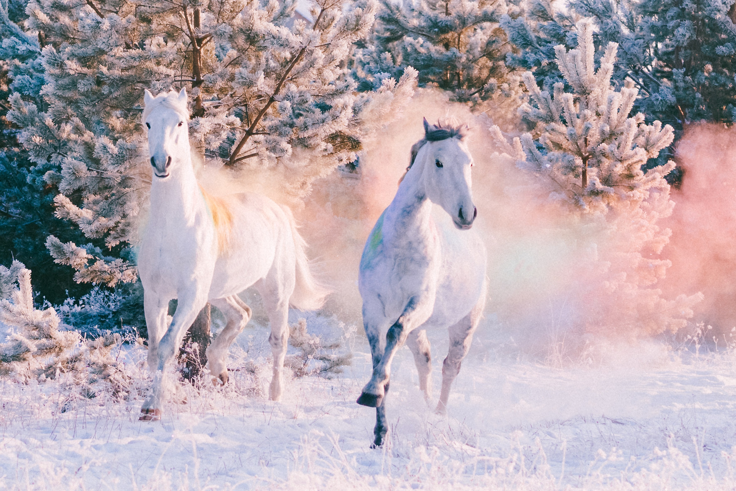 Life with horse. Saamill