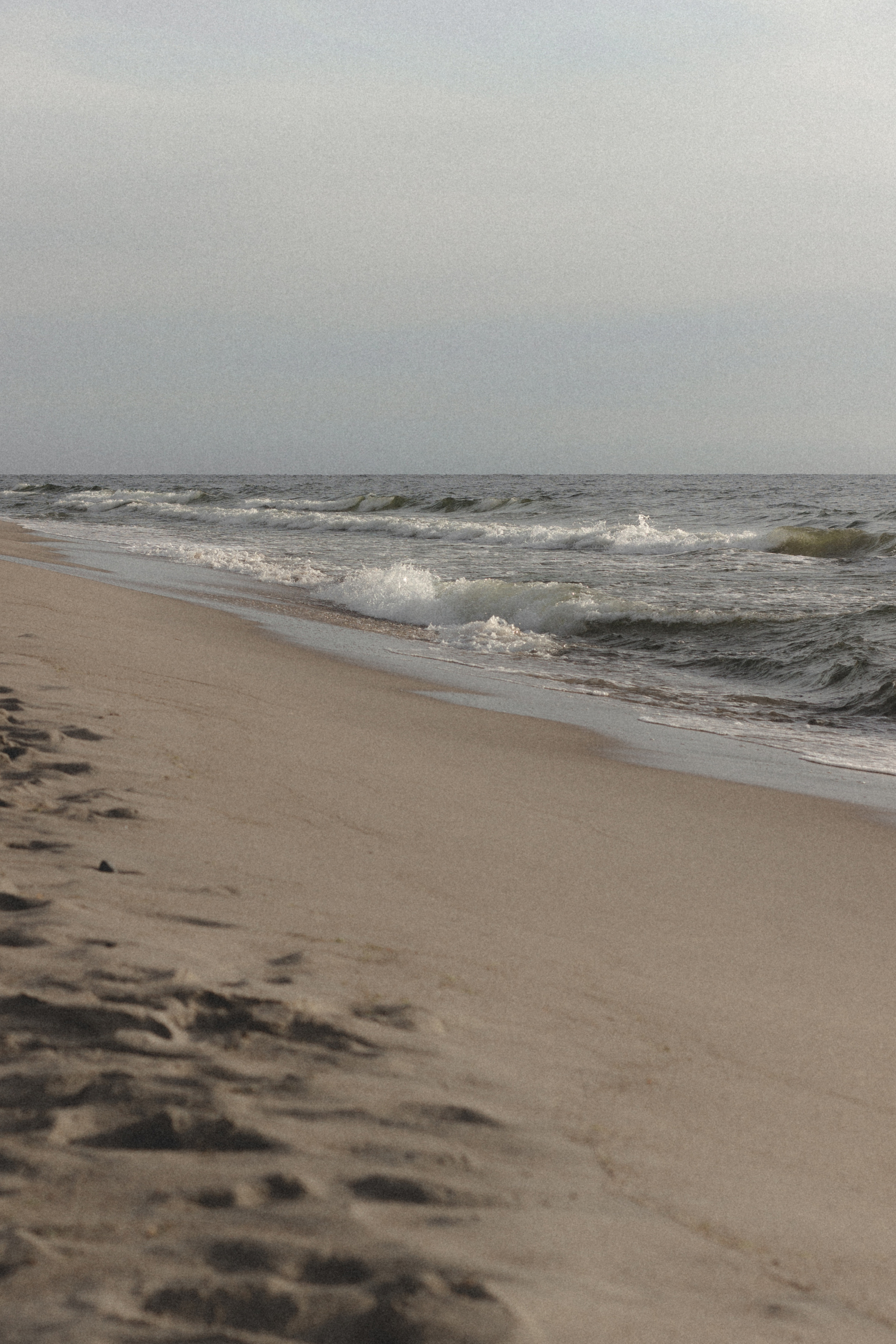 Фотосессия с собакой в Калининграде. Портретный фотограф в Калининграде Рита Холодова