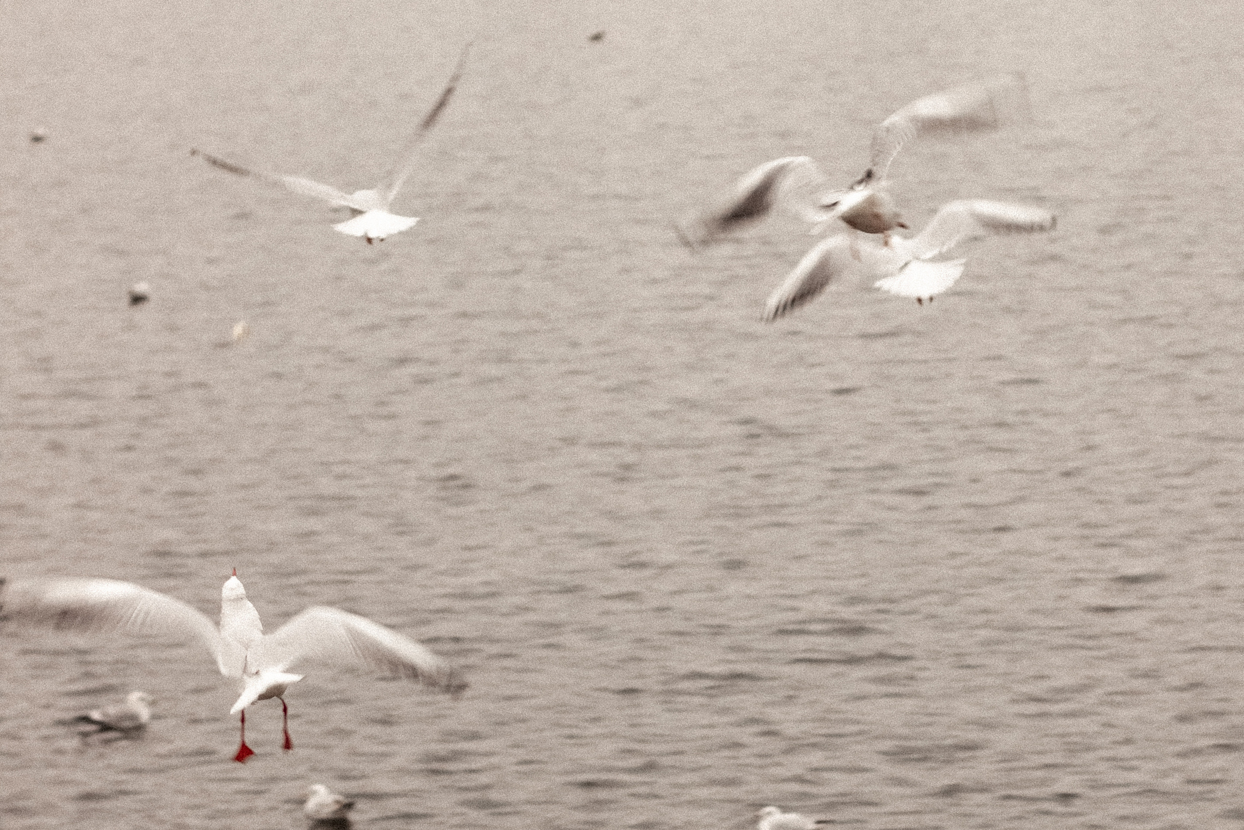 Фотопрогулка Калининград. Портретный фотограф в Калининграде Рита Холодова