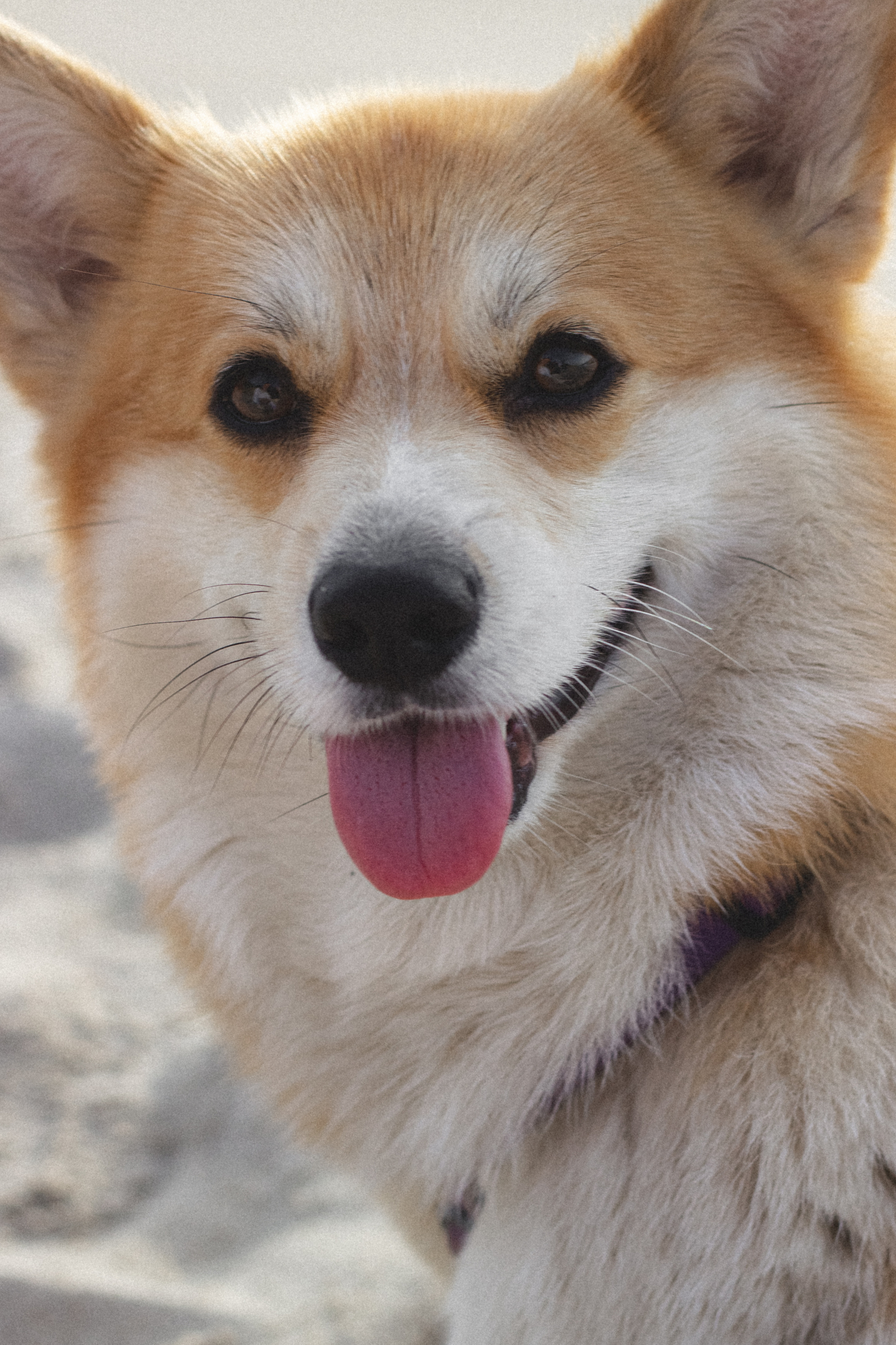 Фотосессия с собакой в Калининграде. Портретный фотограф в Калининграде Рита Холодова