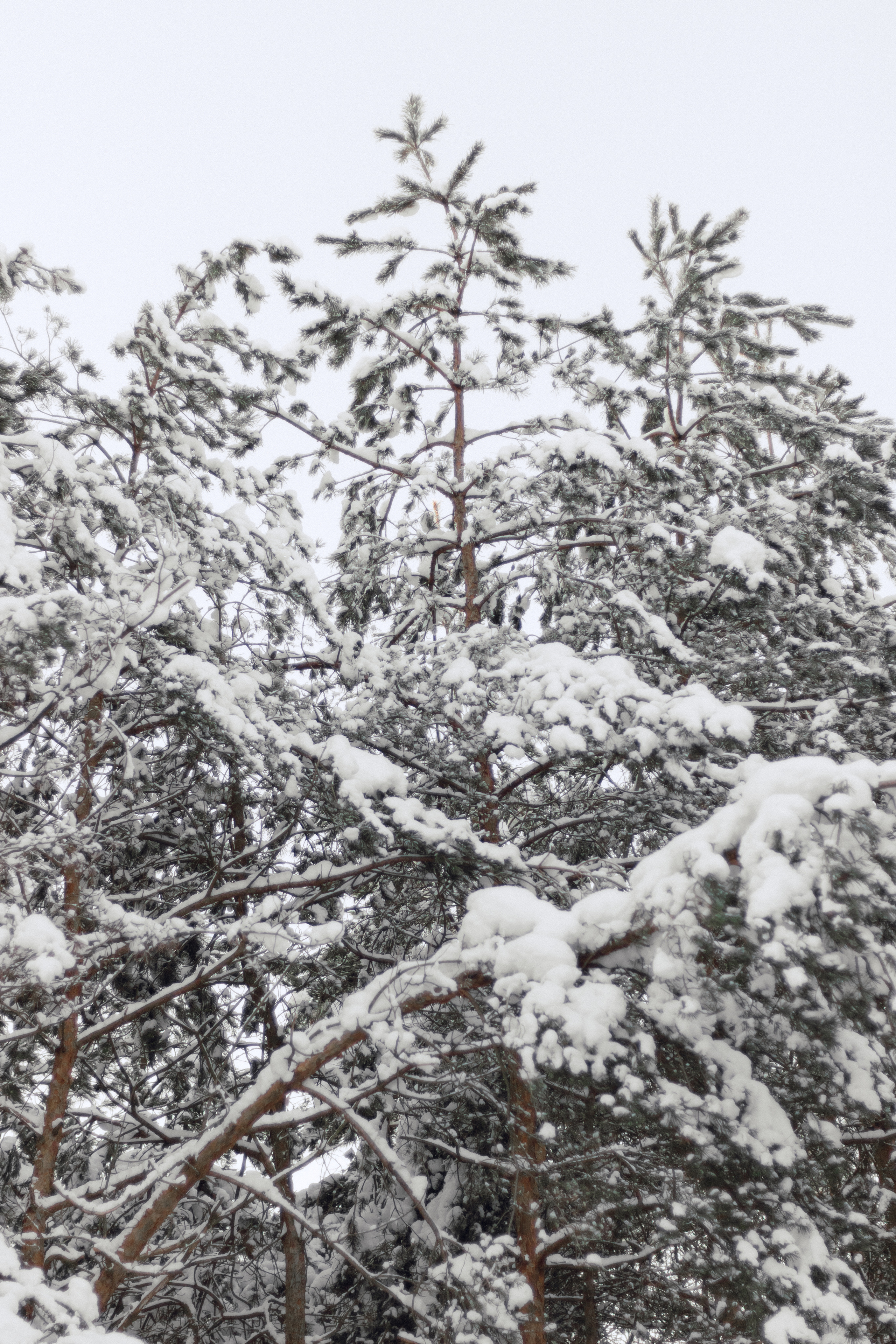 Фотосессия lovestory в снежном лесу в Калининграде. Портретный фотограф в Калининграде Рита Холодова