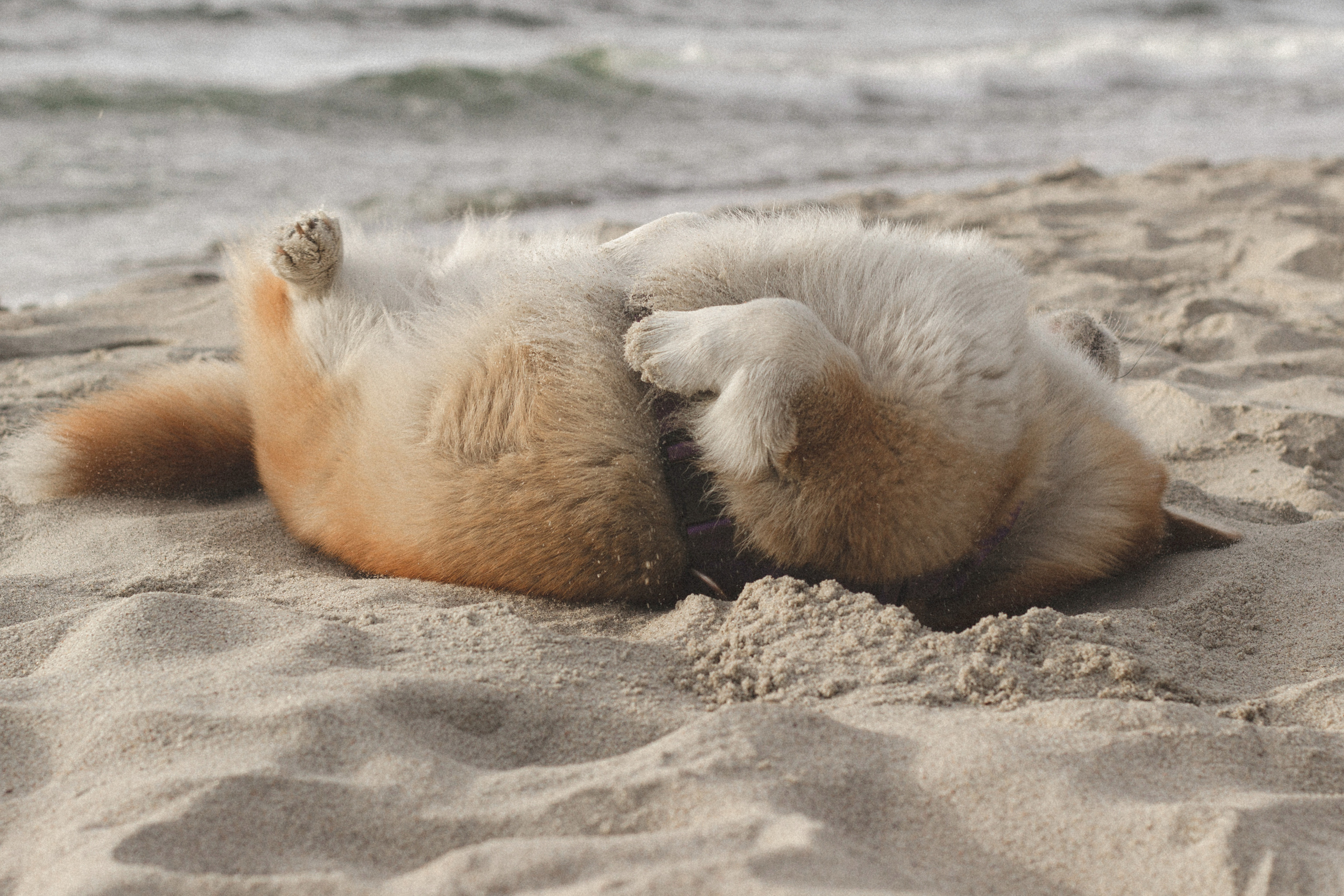 Фотосессия с собакой в Калининграде. Портретный фотограф в Калининграде Рита Холодова