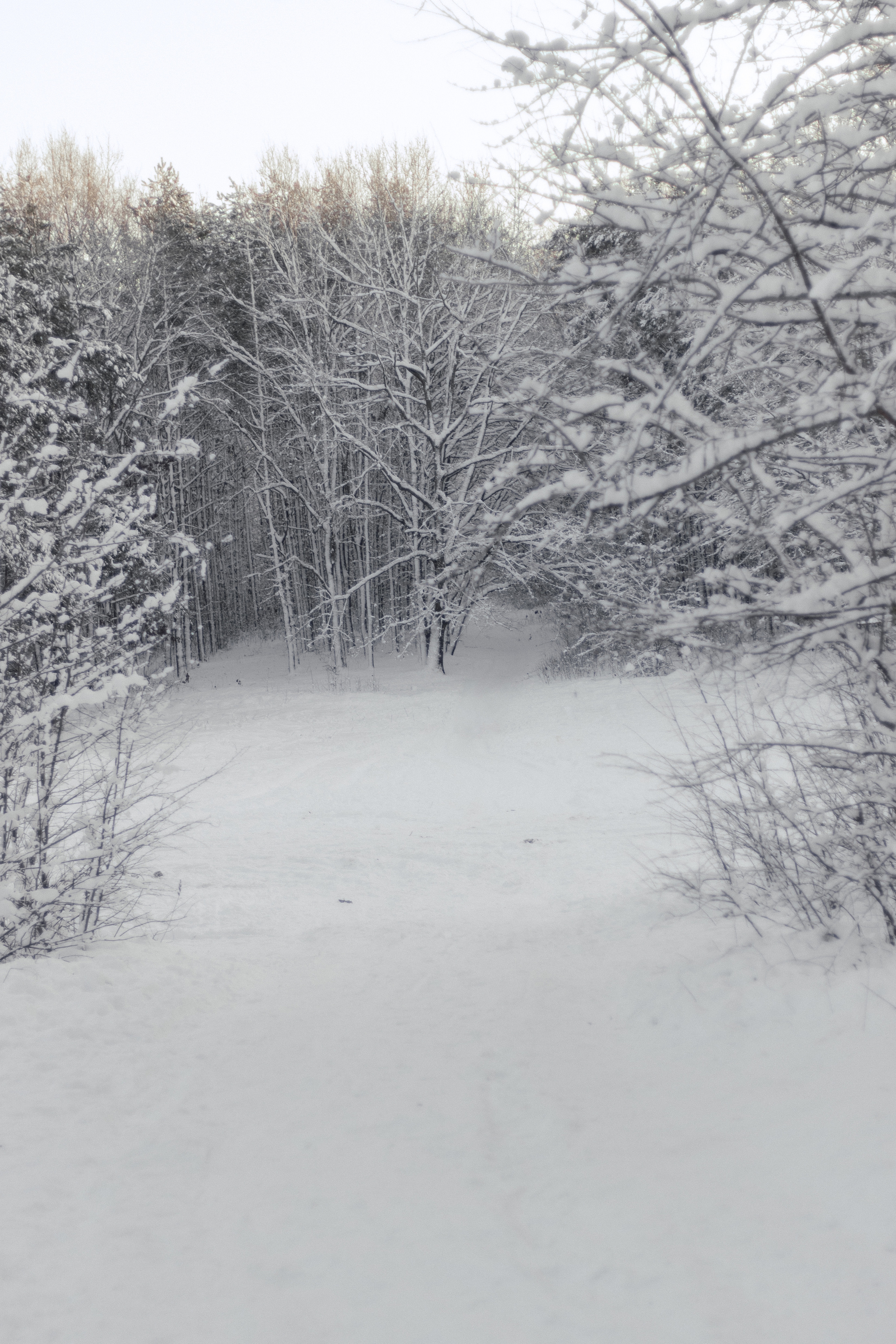 Фотосессия lovestory в снежном лесу в Калининграде. Портретный фотограф в Калининграде Рита Холодова