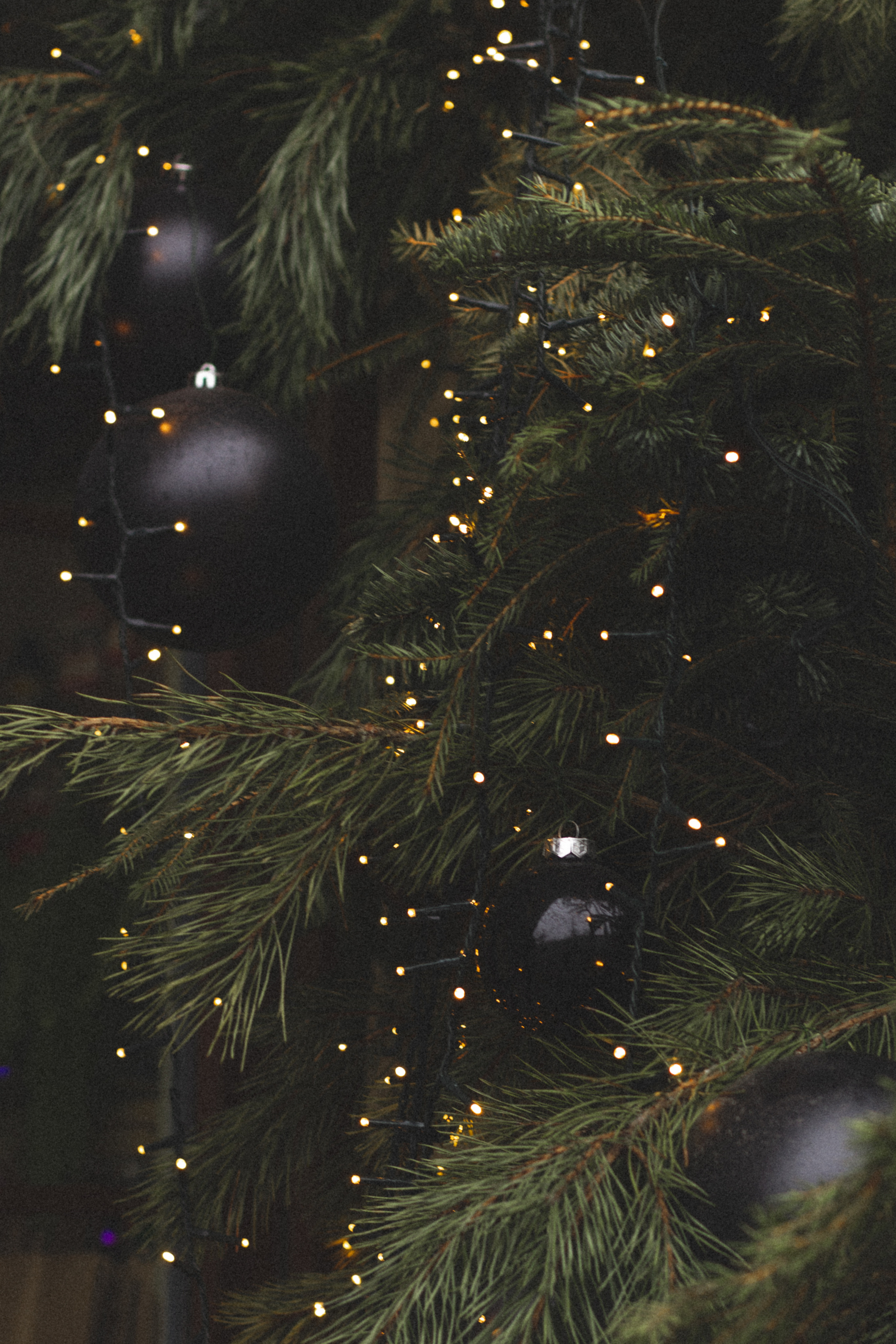 Амалиенау Калининград. Портретный фотограф в Калининграде Рита Холодова