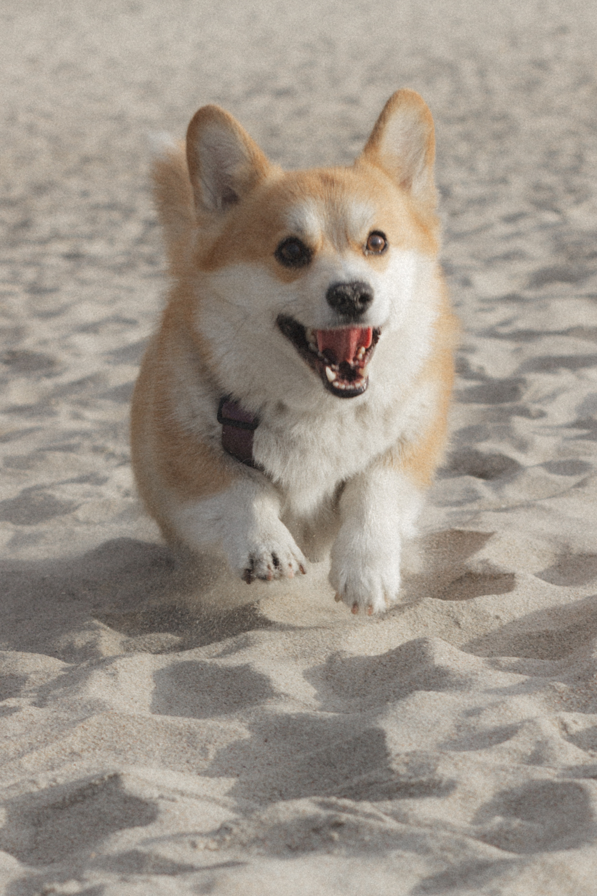 Фотосессия с собакой в Калининграде. Портретный фотограф в Калининграде Рита Холодова