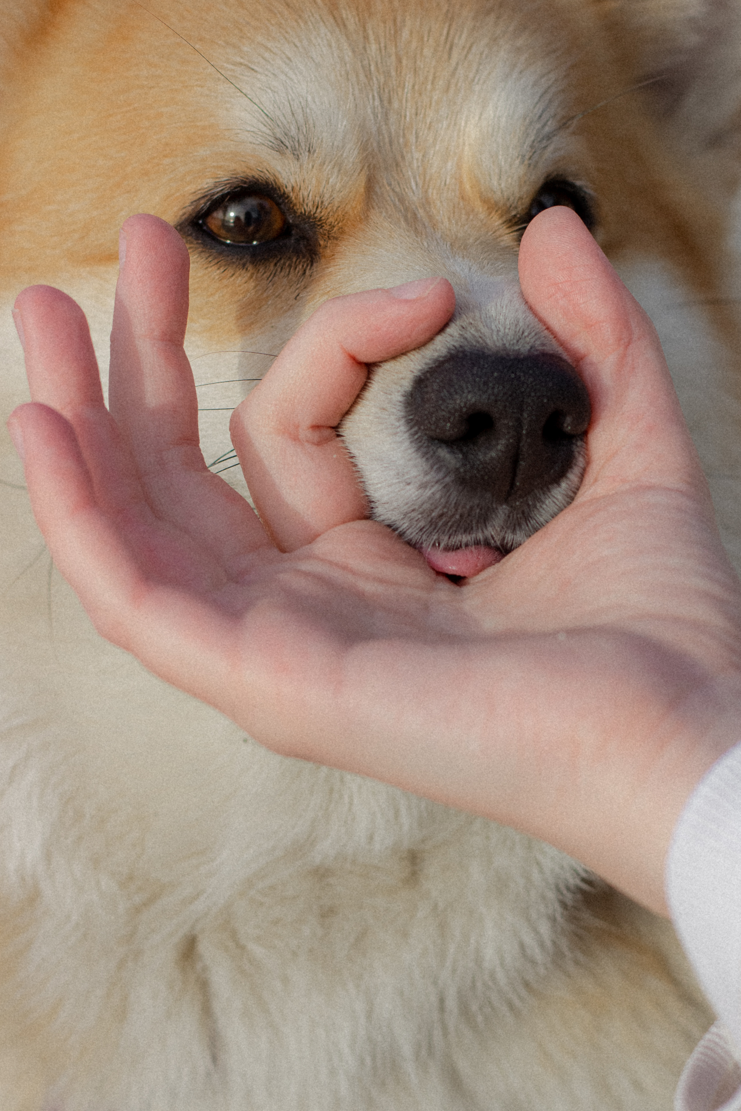 Фотосессия с собакой в Калининграде. Портретный фотограф в Калининграде Рита Холодова