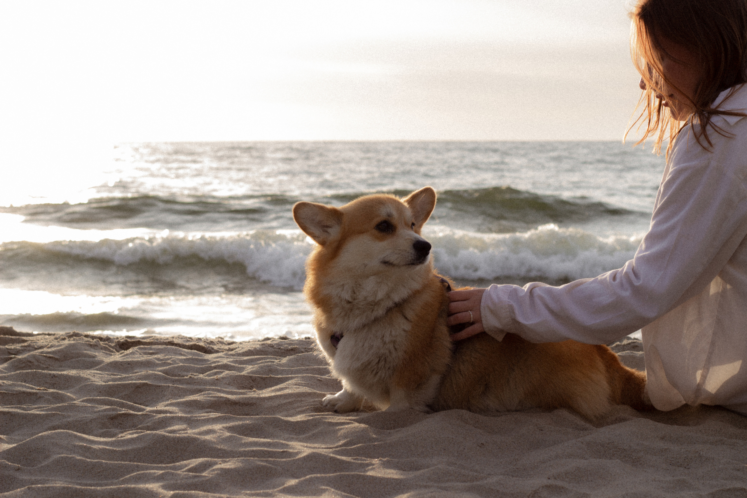 Фотосессия с собакой в Калининграде. Портретный фотограф в Калининграде Рита Холодова