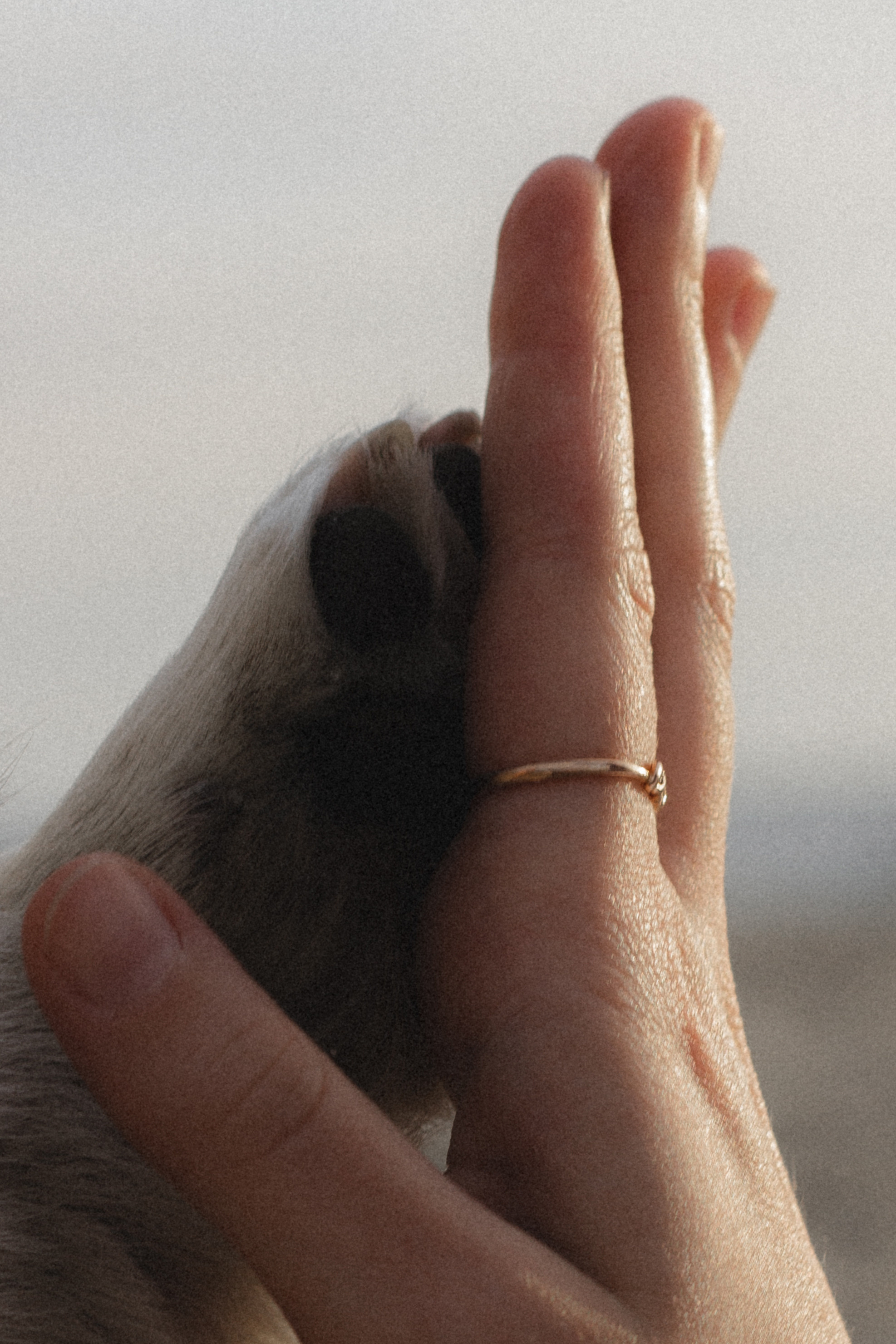 Фотосессия с собакой в Калининграде. Портретный фотограф в Калининграде Рита Холодова