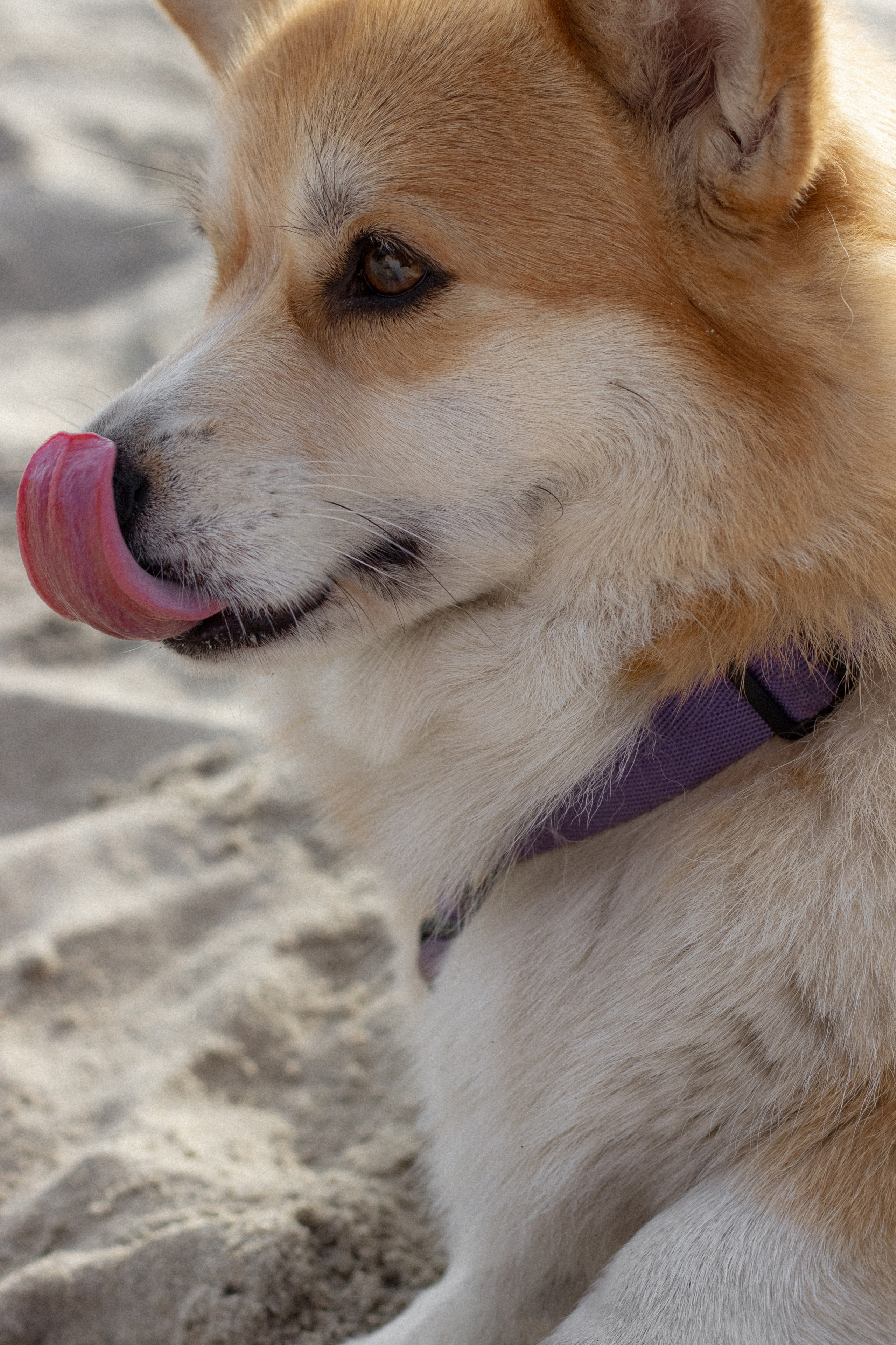 Фотосессия с собакой в Калининграде. Портретный фотограф в Калининграде Рита Холодова