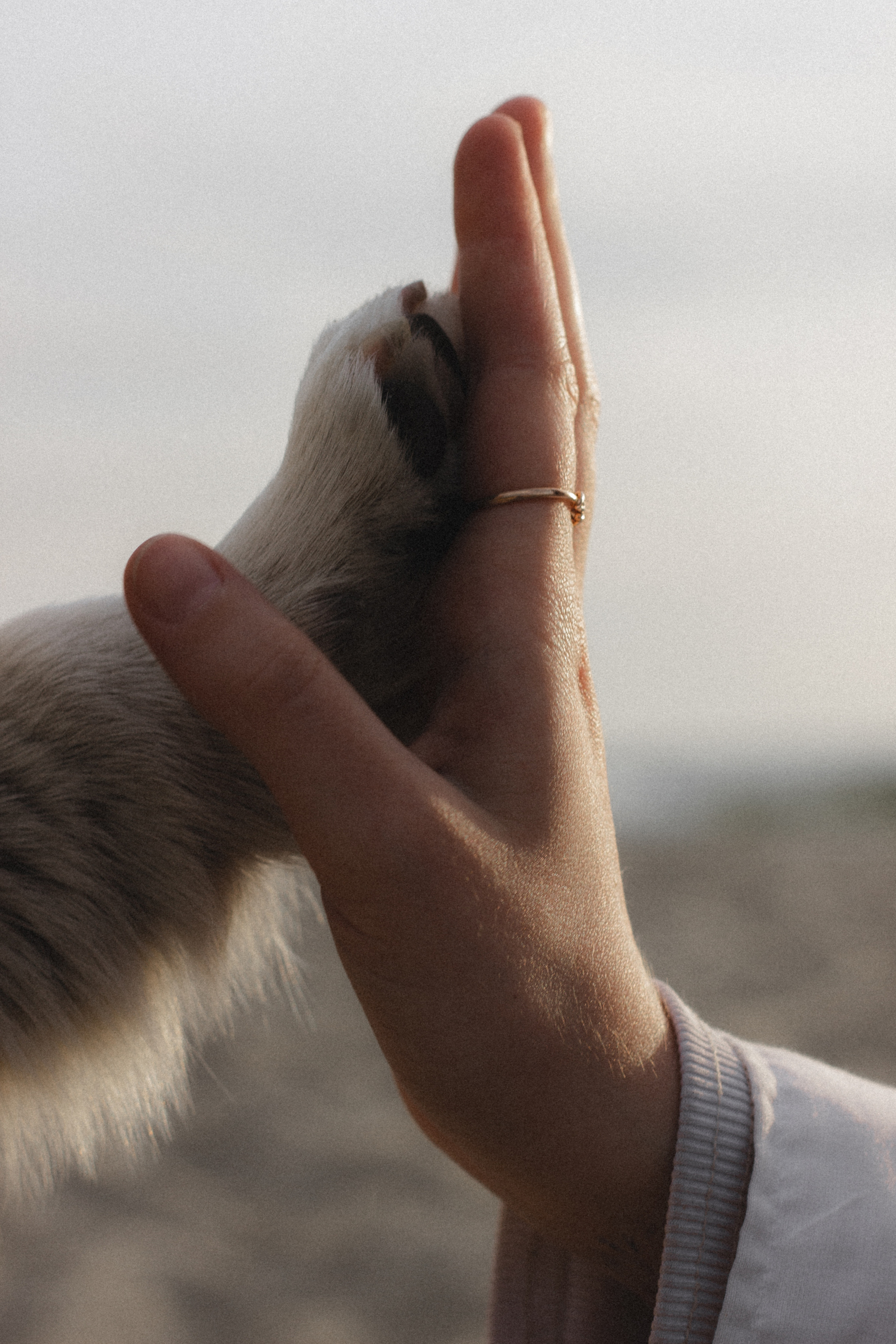 Фотосессия с собакой в Калининграде. Портретный фотограф в Калининграде Рита Холодова