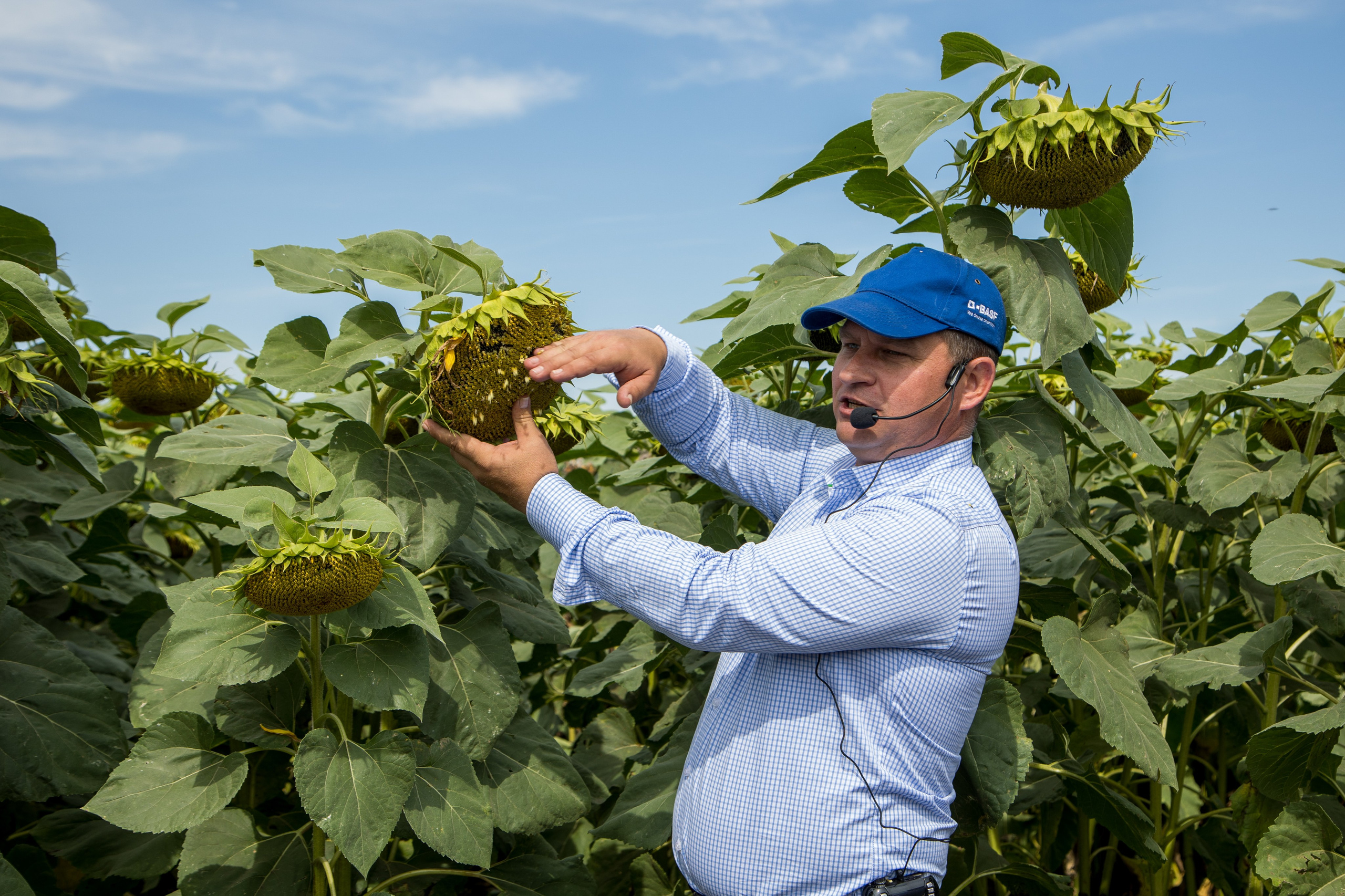 Решения для сельского хозяйства BASF 16.08.2022. Владислав Волков | Фотография и видеосъемка в Воронеже