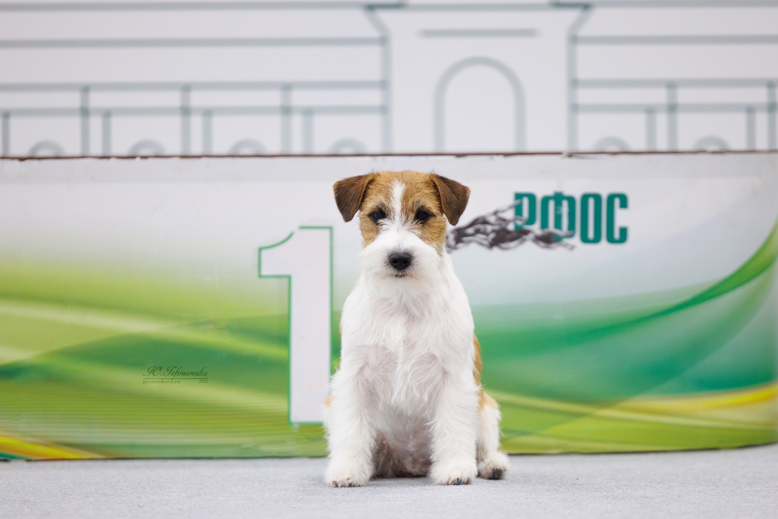 Казань Зилант 30-01.12 2024. Фотограф-анималист Юлия Германика