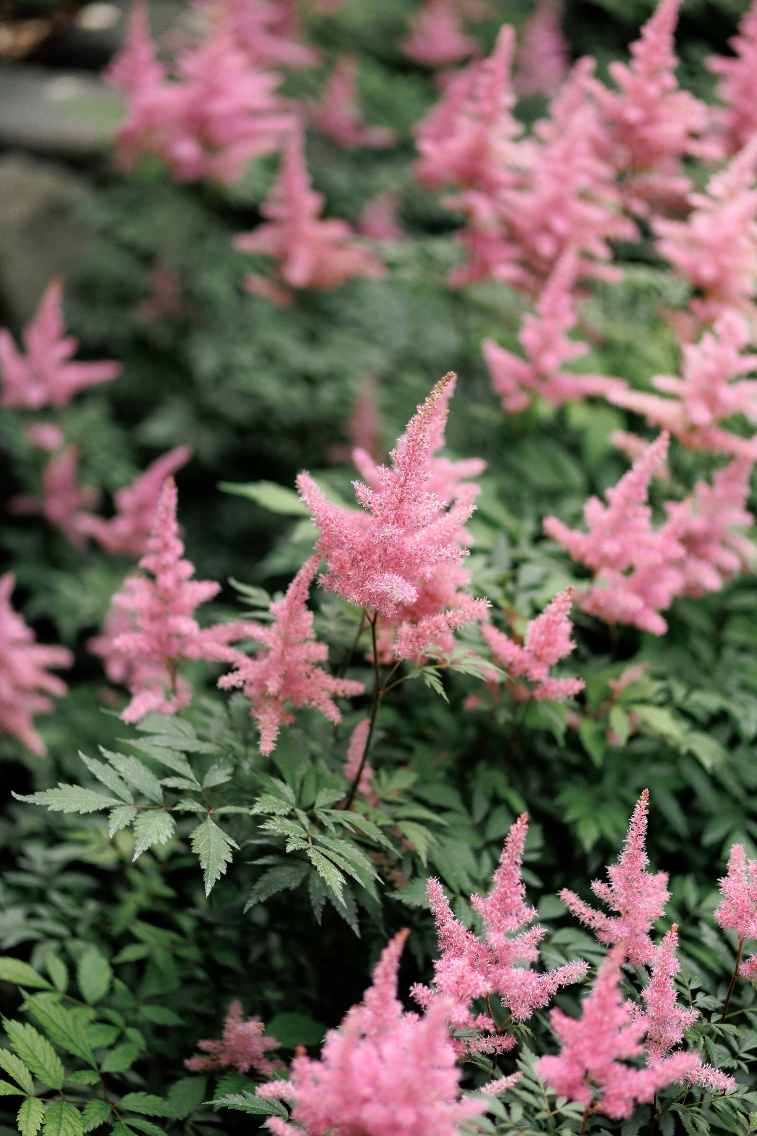Татьяна и Илья. Щетинина Наталья свадебный фотограф Барнаул