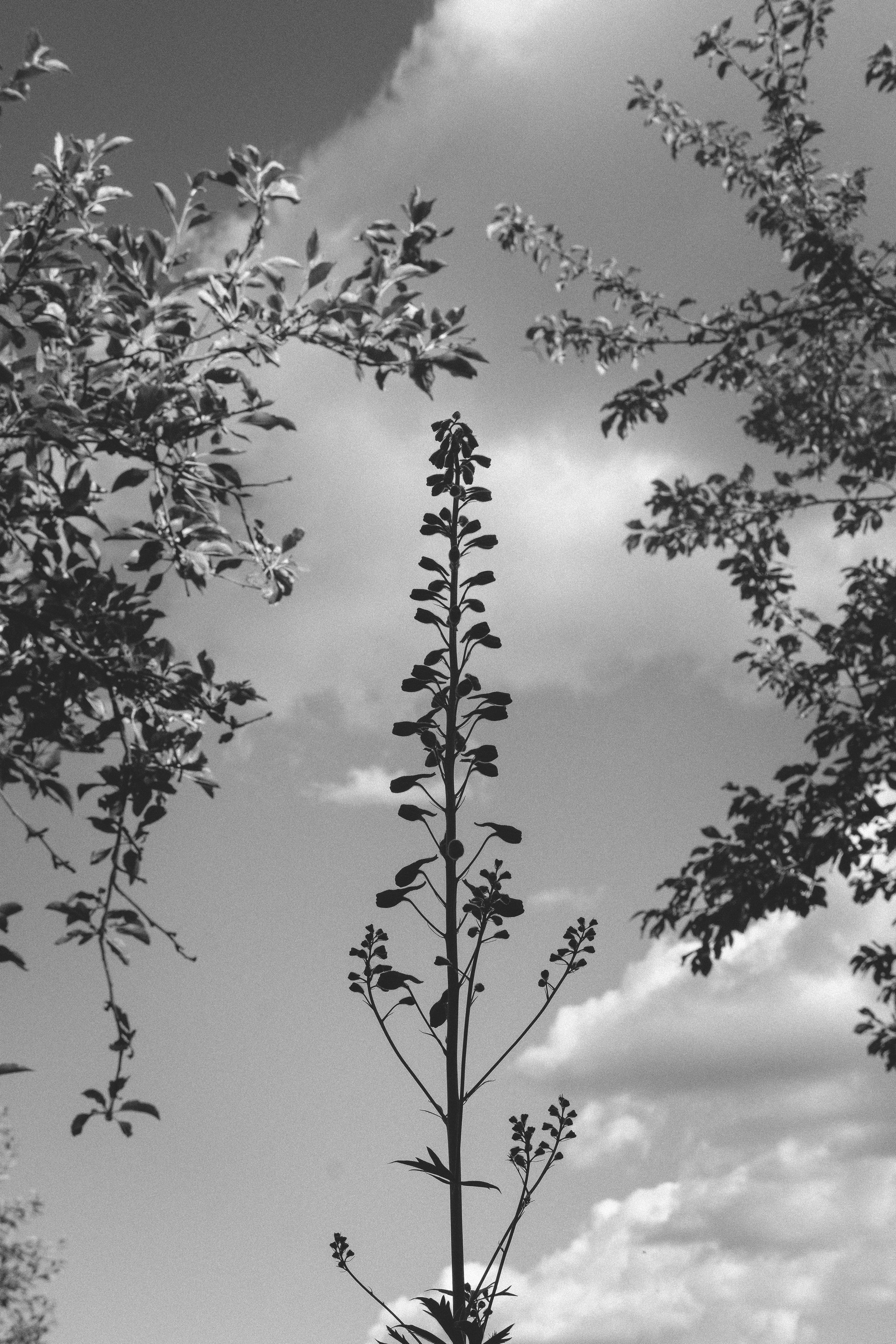 Жизнь сада. Works