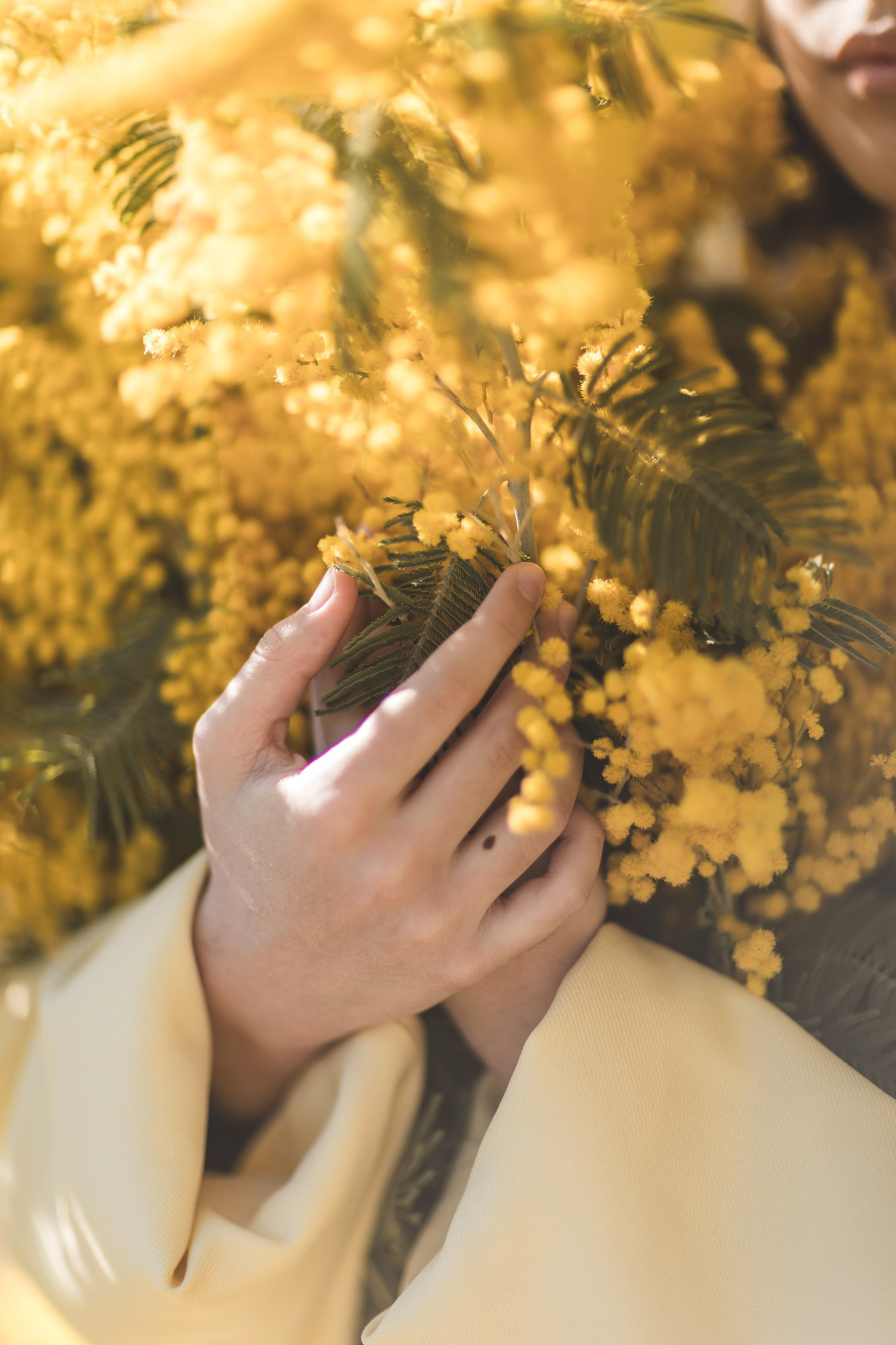 Мимоза. Семейный и детский фотограф Краснодар Валерия Власенко