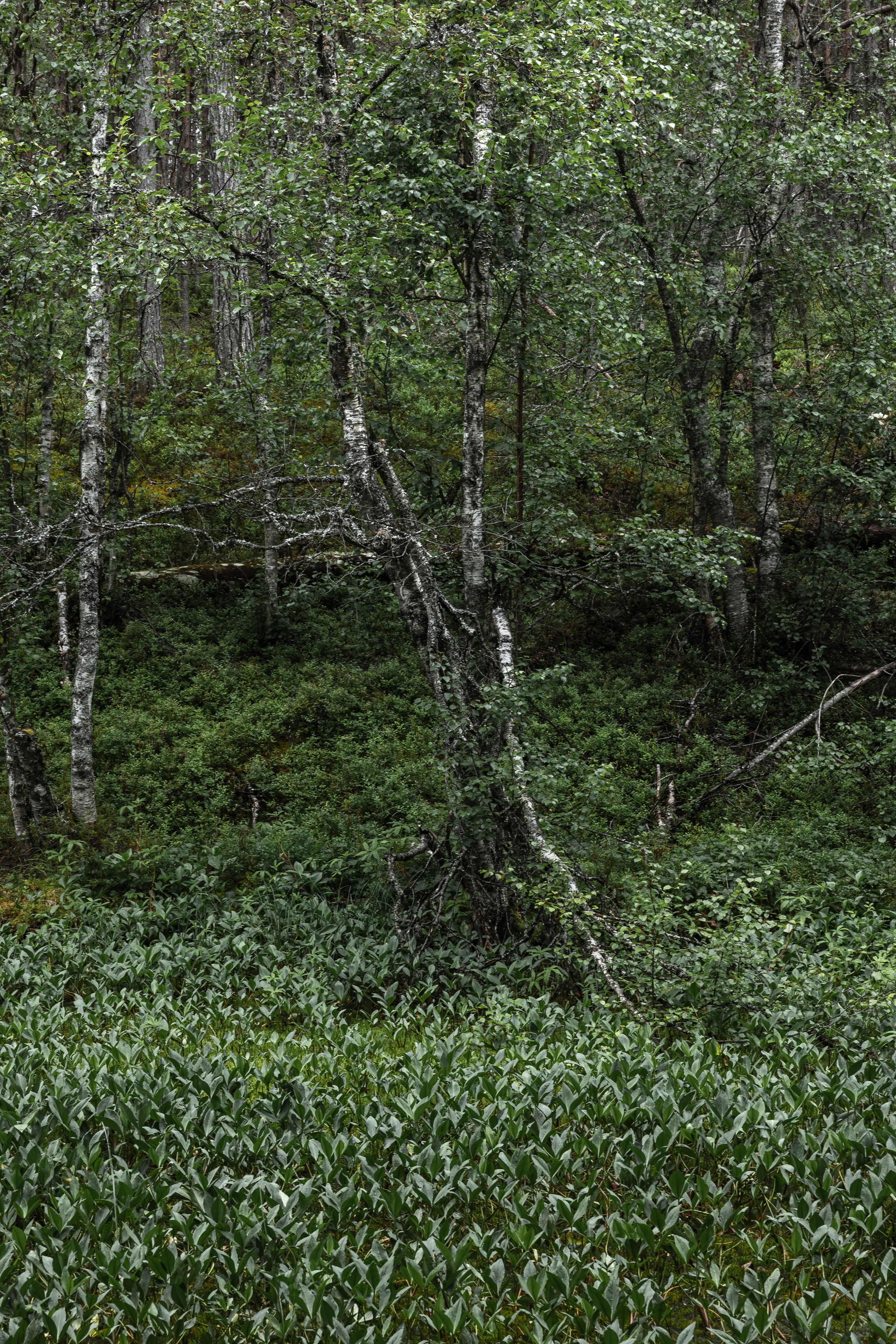 Оз. Колвицкое. Фотографии