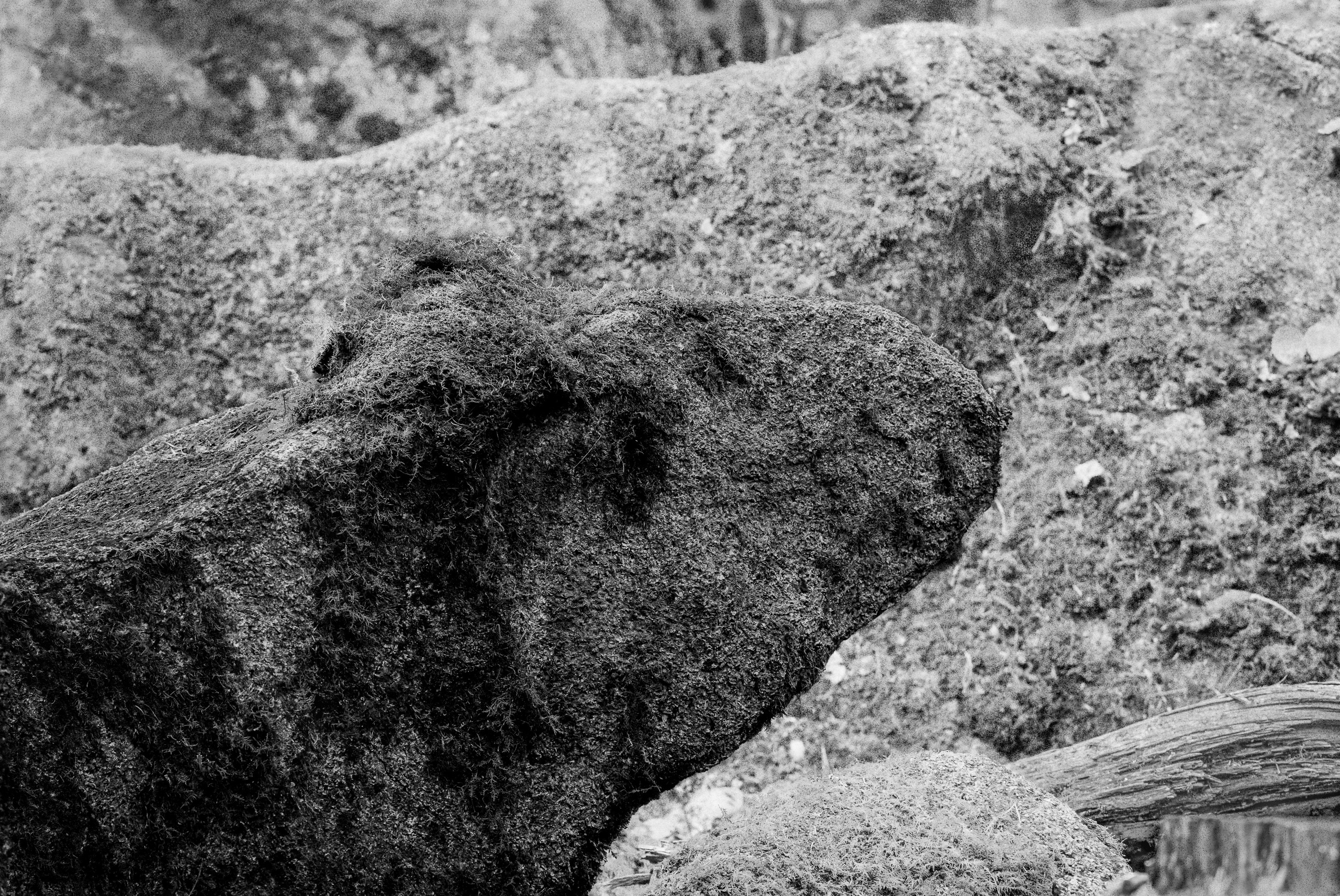 Серия «Горные обитатели». Фотограф в Москве Татьяна Макотра