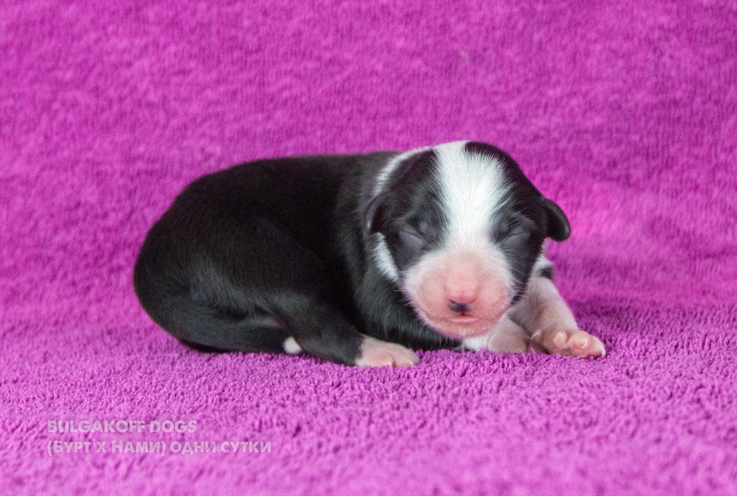 Кубрау. BLGKV питомник собак