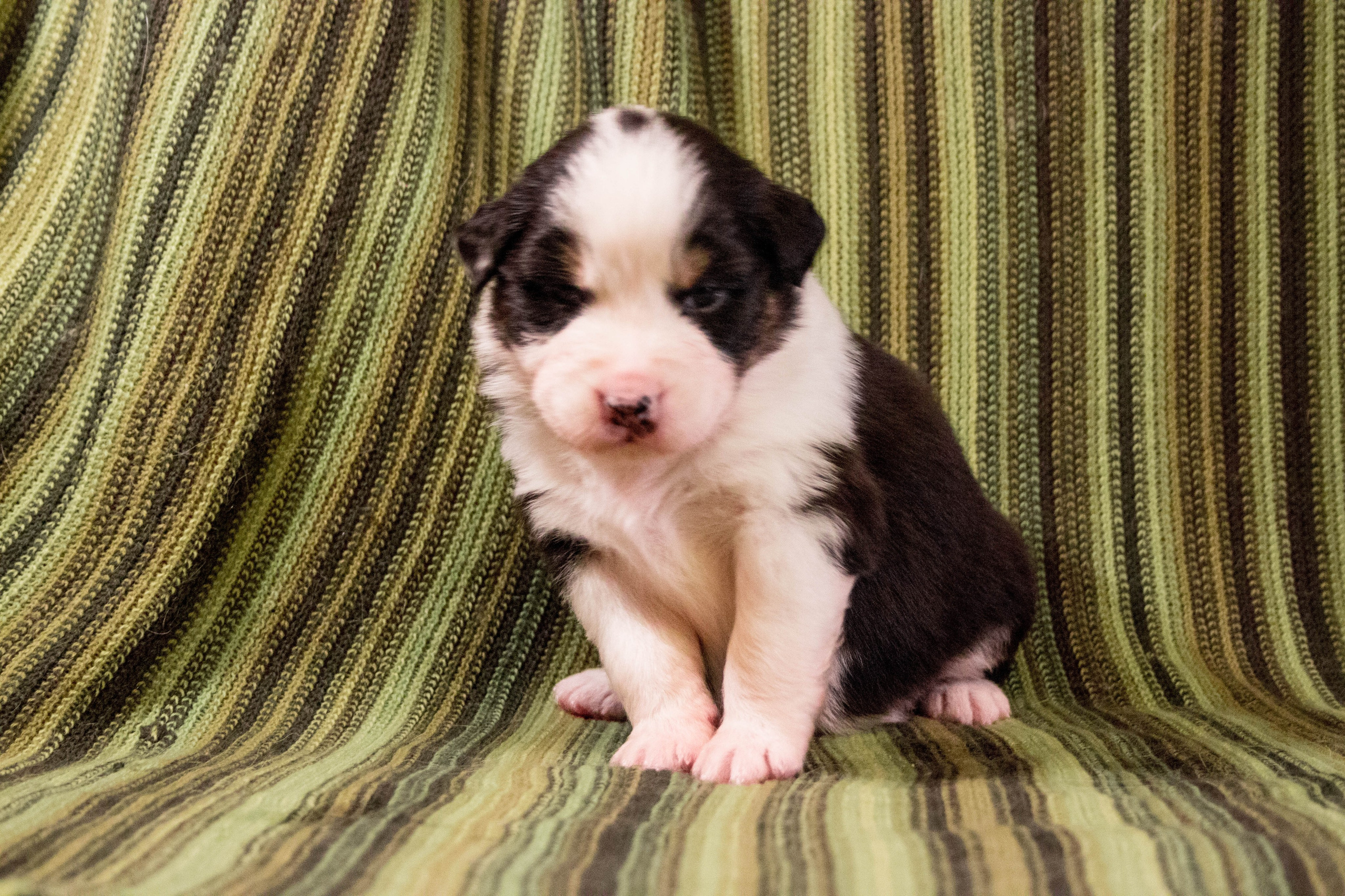 Рави. BLGKV питомник собак