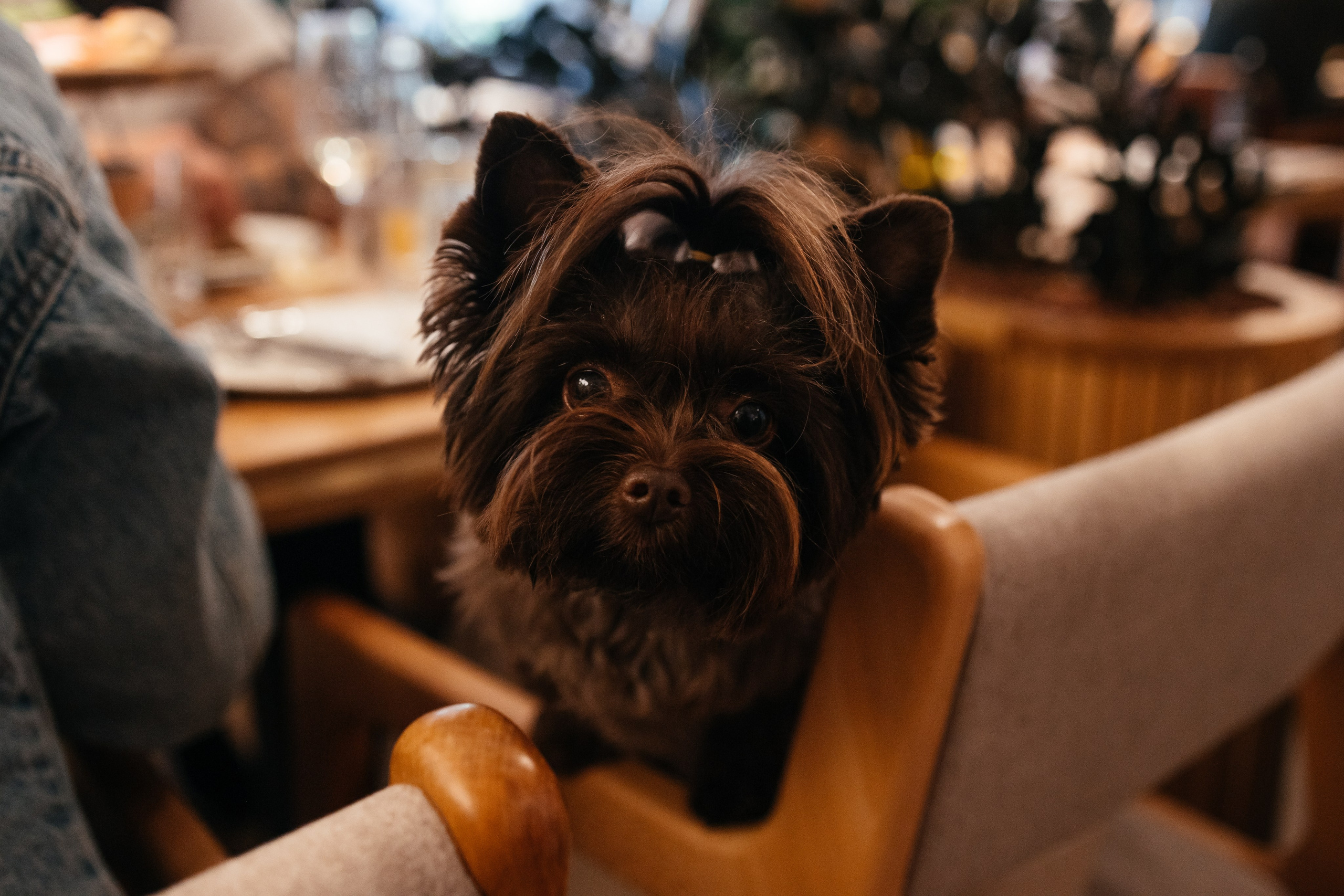 Открытие ресторана Сыроварня. Фотограф Крохин Олег