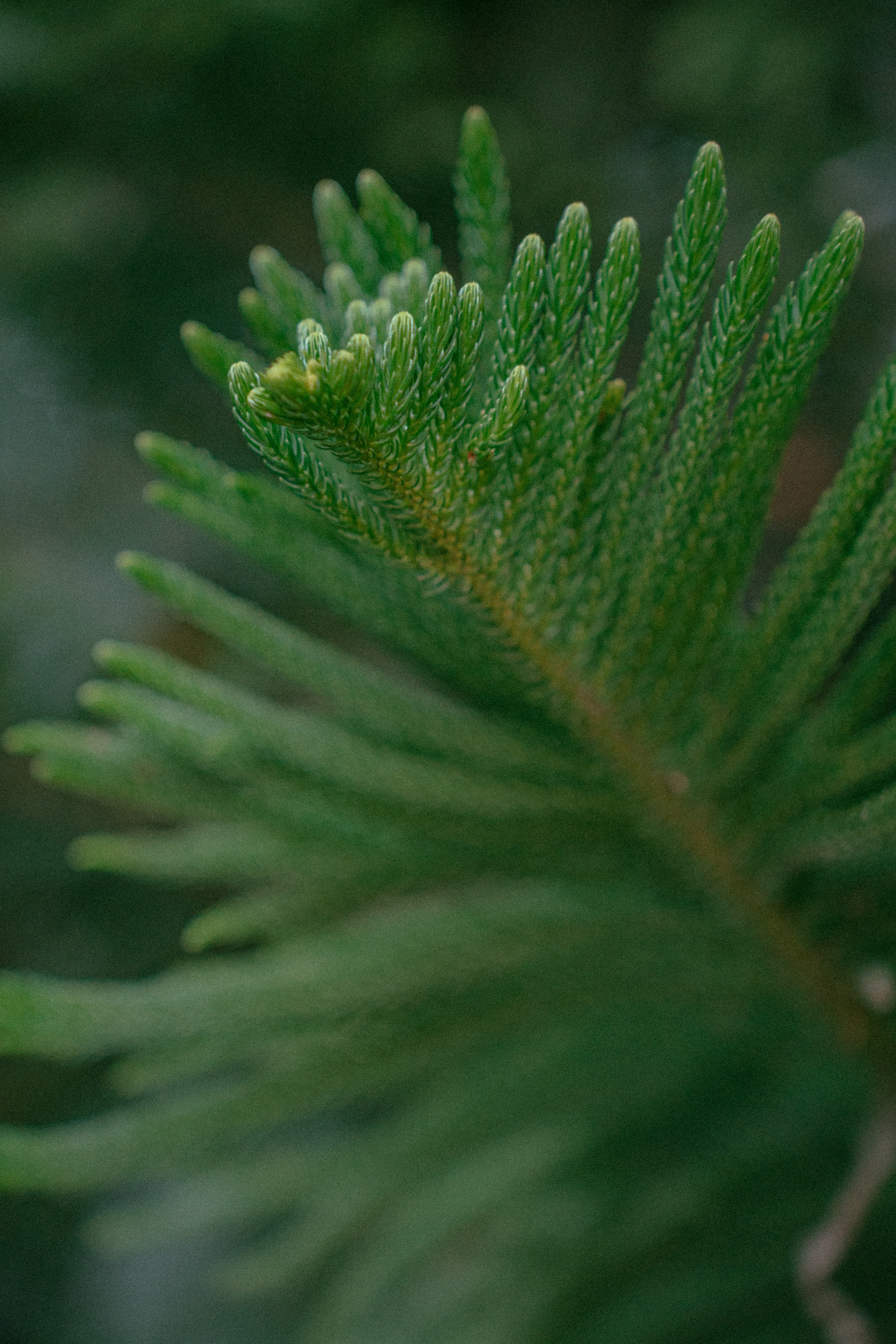 Плато жизни: Эфиопское нагорье. Юля Дэй • Фотограф, Санкт-Петербург