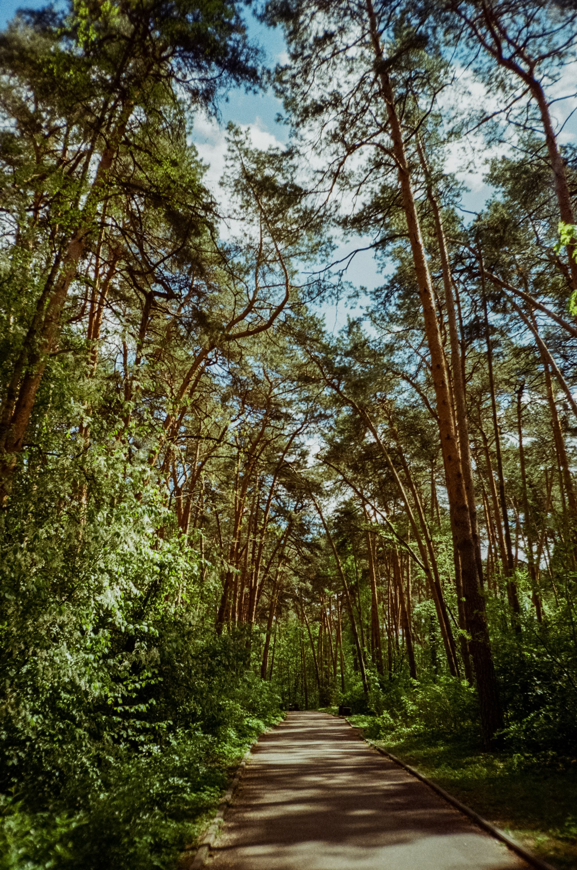 Ricoh R1 | Kodak ProImage 100 | 6 мая 2025 года СерБор