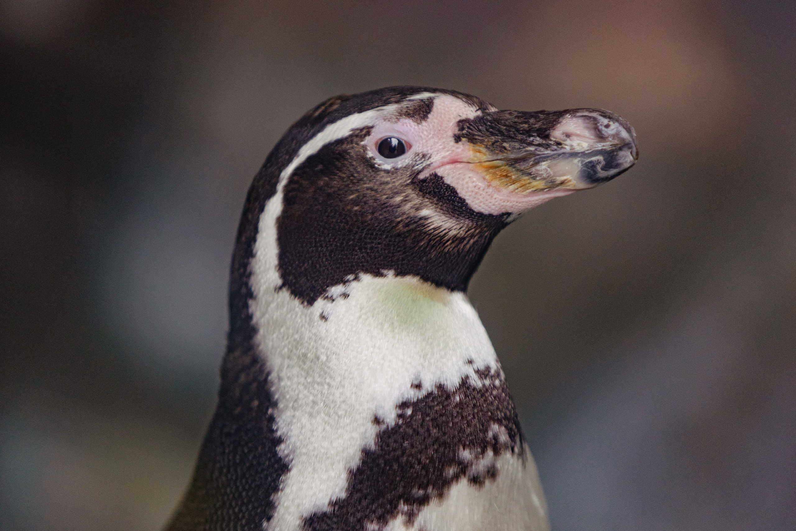 Московский зоопарк. Photographer Sonkina Tatiana (Tanya Ash)