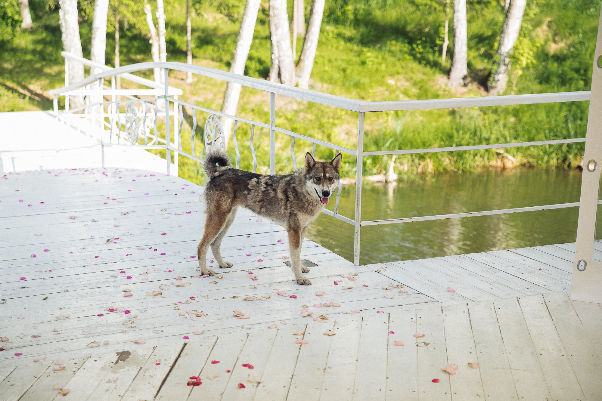 Ирина & Руслан. Свадебный и семейный фотограф в Москве и Лобне Евгений Пушкин