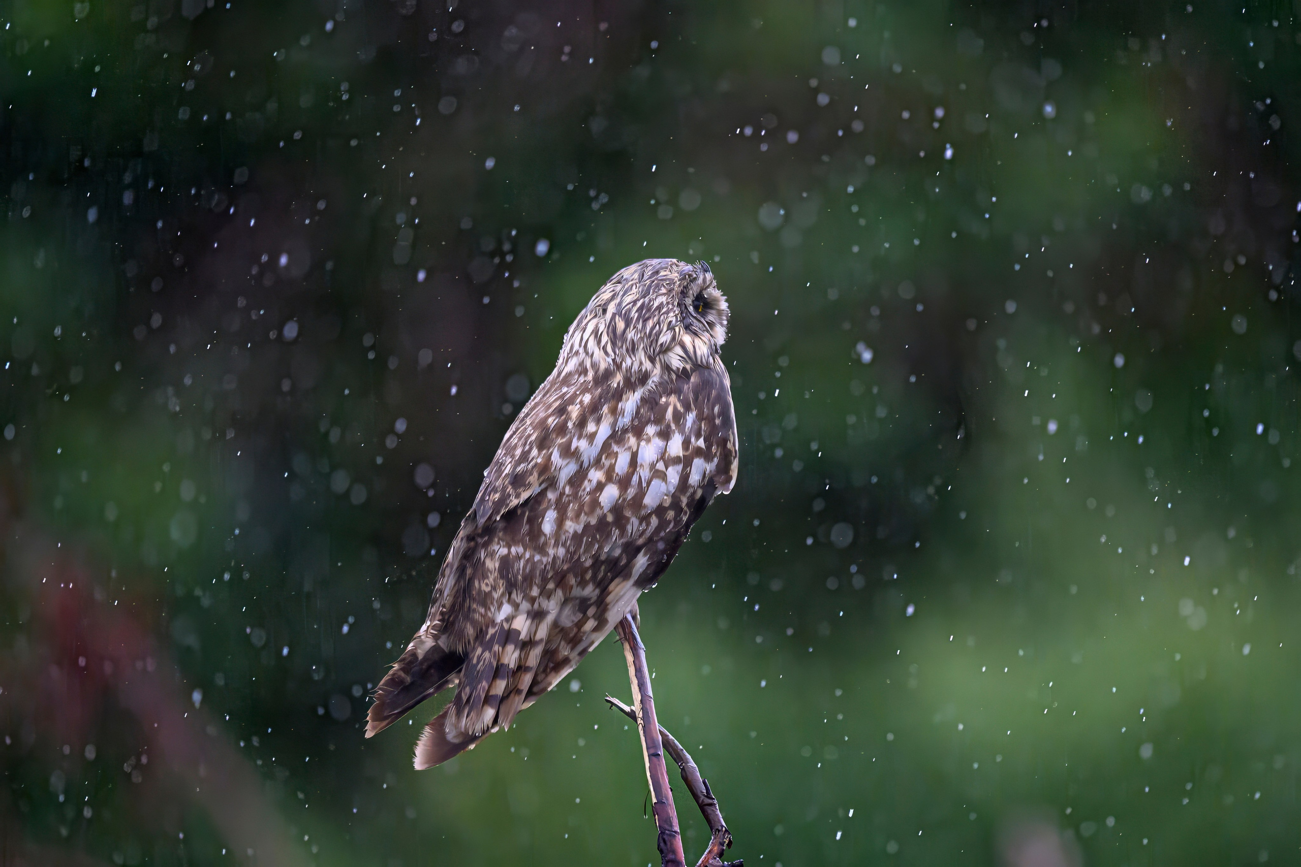 Сова и брызги. Owl and splashes. Фотограф Сергей Пупонин