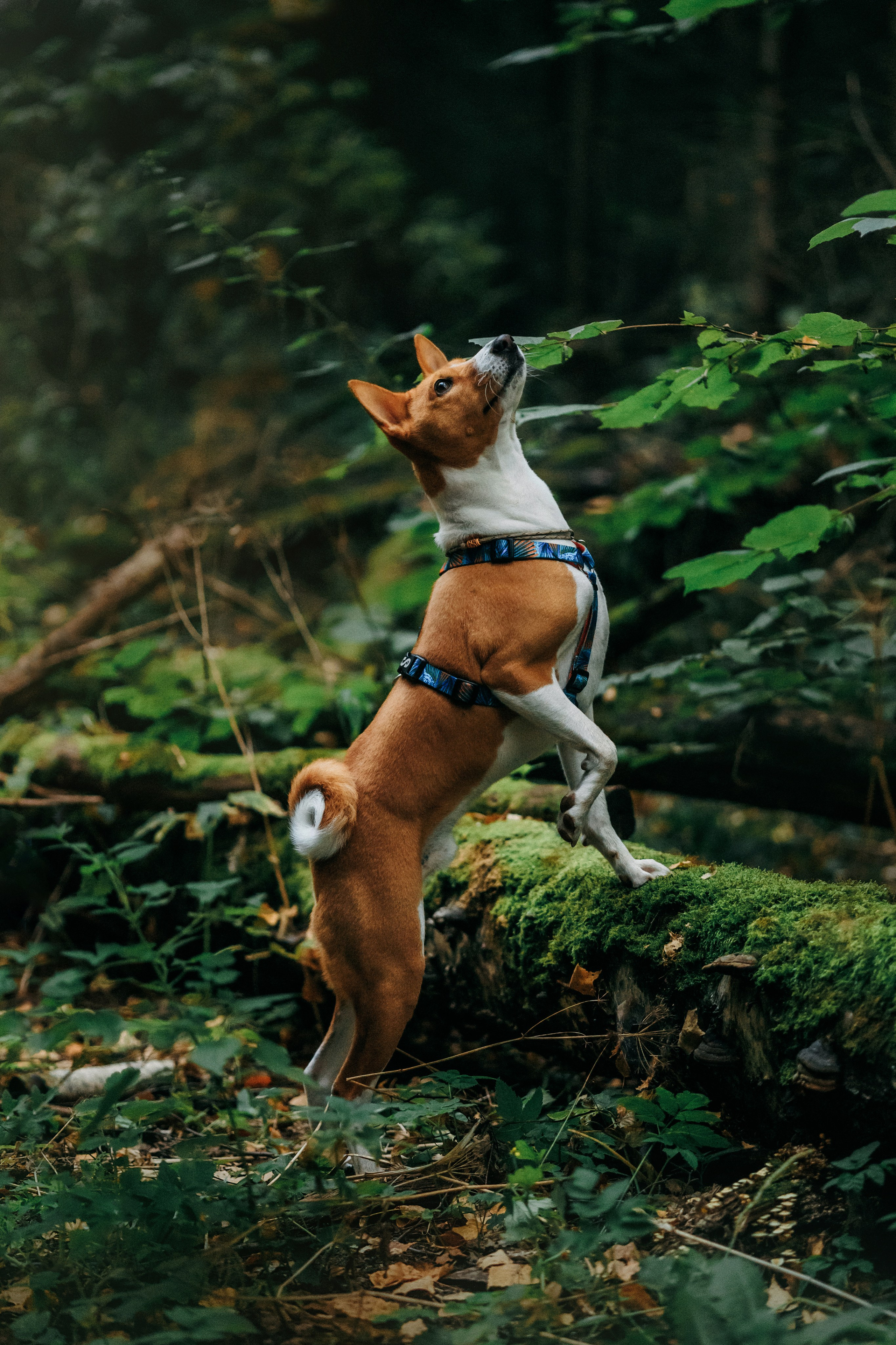 Лена и Джин. Фотограф-анималист Елена Радченко, Москва