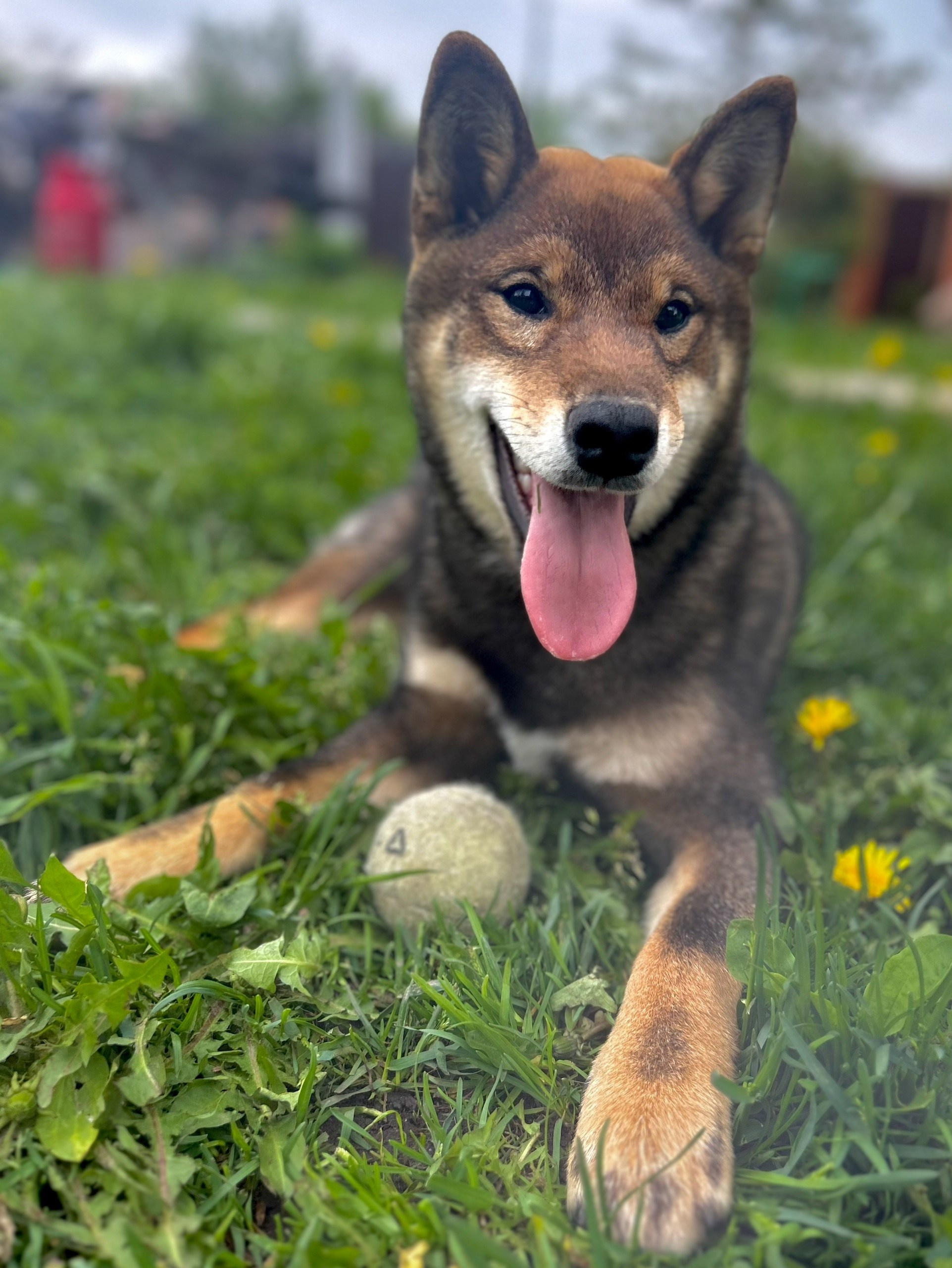 Шаман (сезам) * Шу_ Шаолинь Цукан. AMERICAN AKITA RUBYLIGHT KENNEL I SHIBA-INU