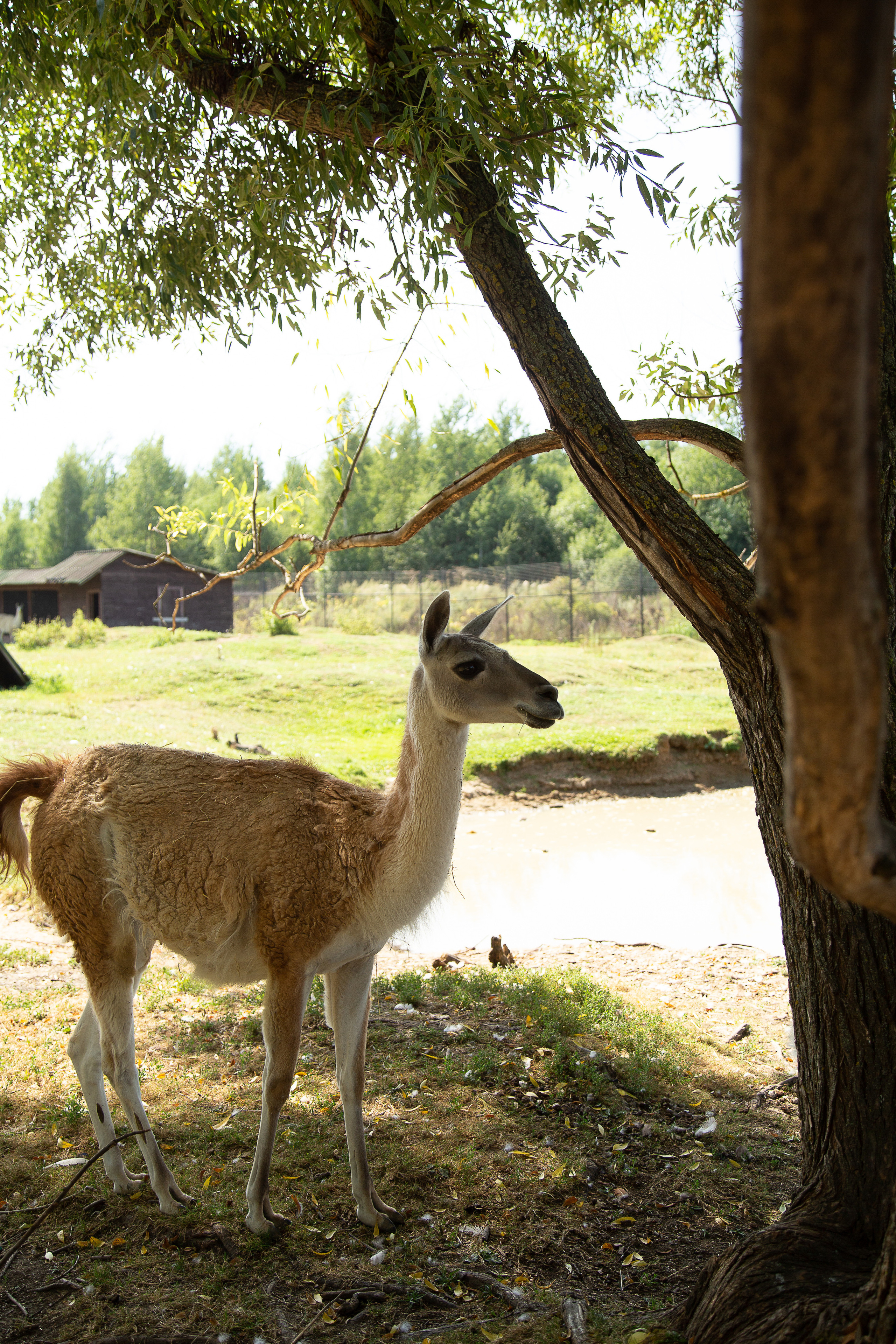 В стиле кантри. Свадебный Семейный Репортажный фотограф в Москве