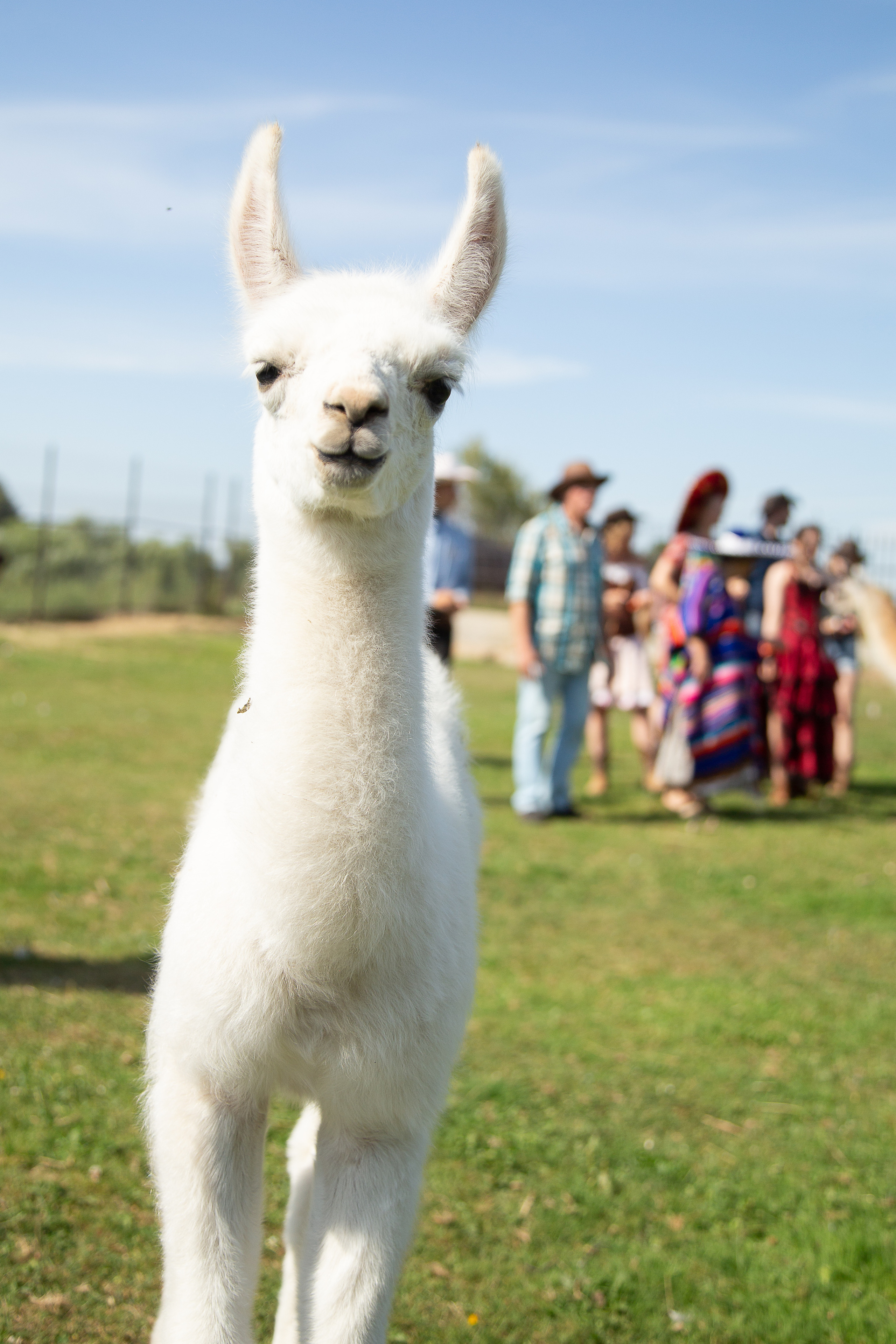 В стиле кантри. Свадебный Семейный Репортажный фотограф в Москве