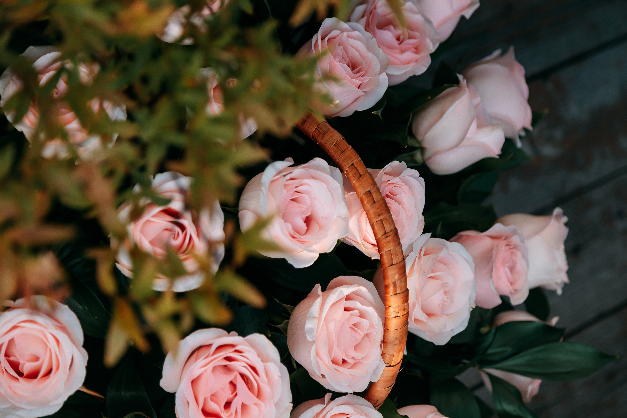 В ботаническом саду. Свадебный Семейный Репортажный фотограф в Москве