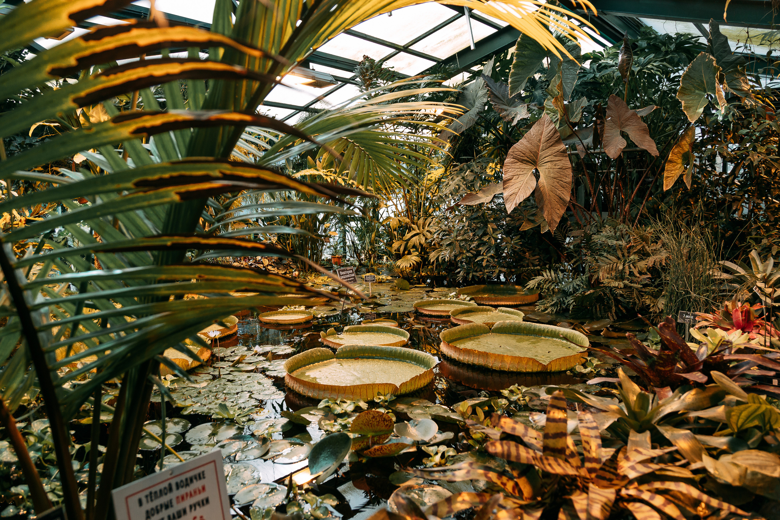 В ботаническом саду. Свадебный Семейный Репортажный фотограф в Москве