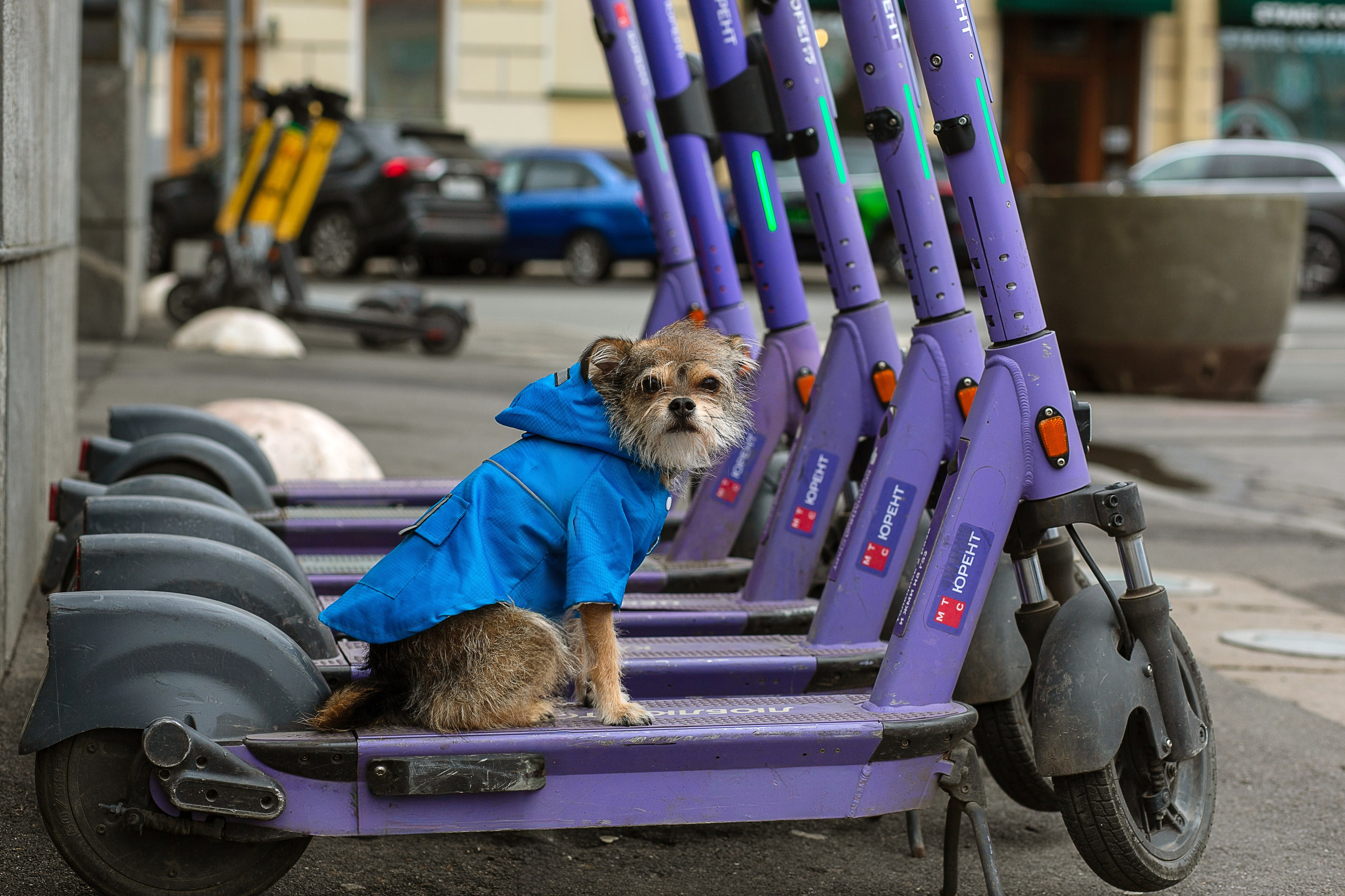 Фотосессия питомца. Душевный фотограф в Санкт-Петербурге. Свадебные и семейные фотосессии