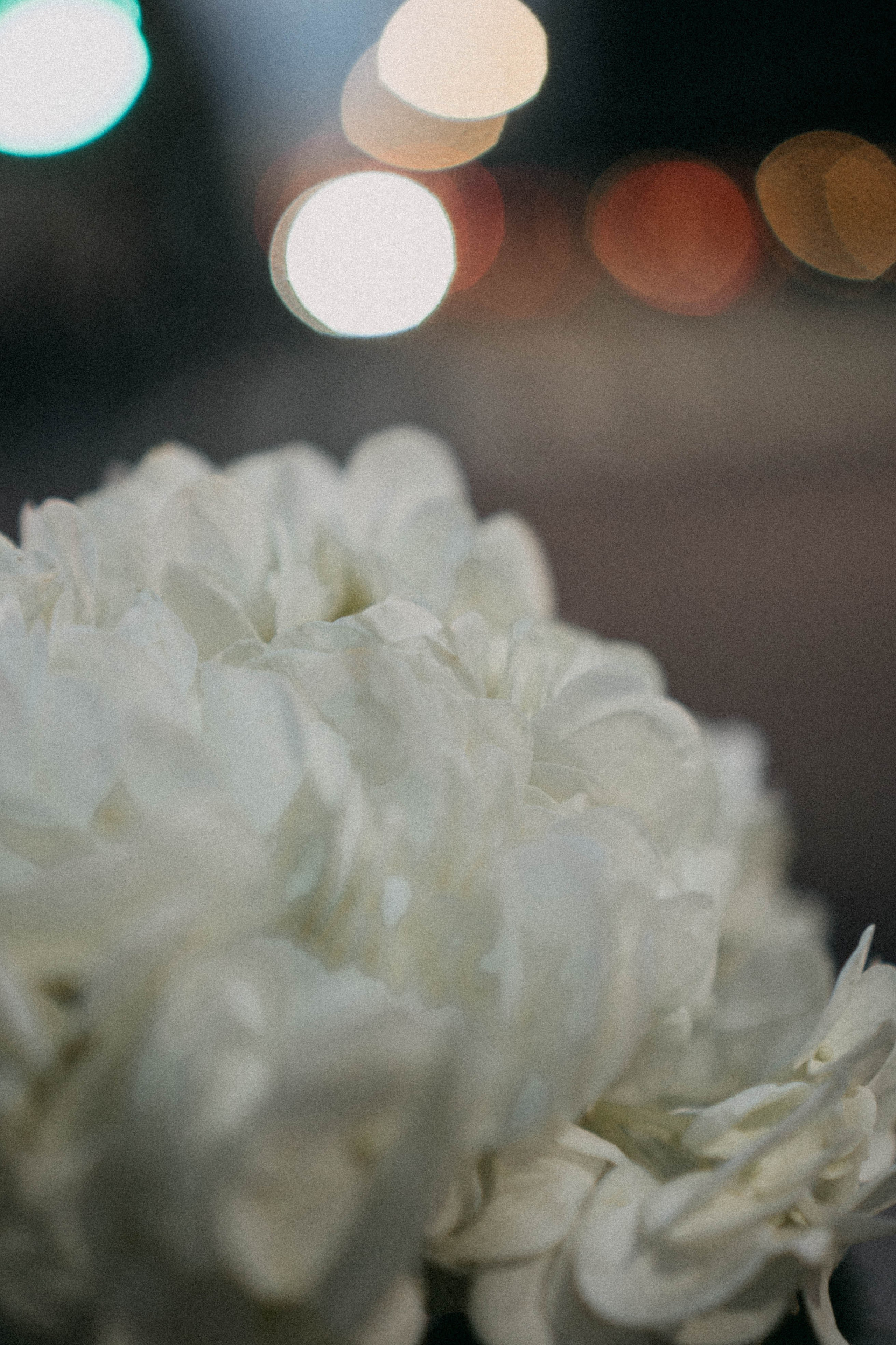 Осенняя. Профессиональный фотограф, Санкт-Петербург — Виктория Богомолова
