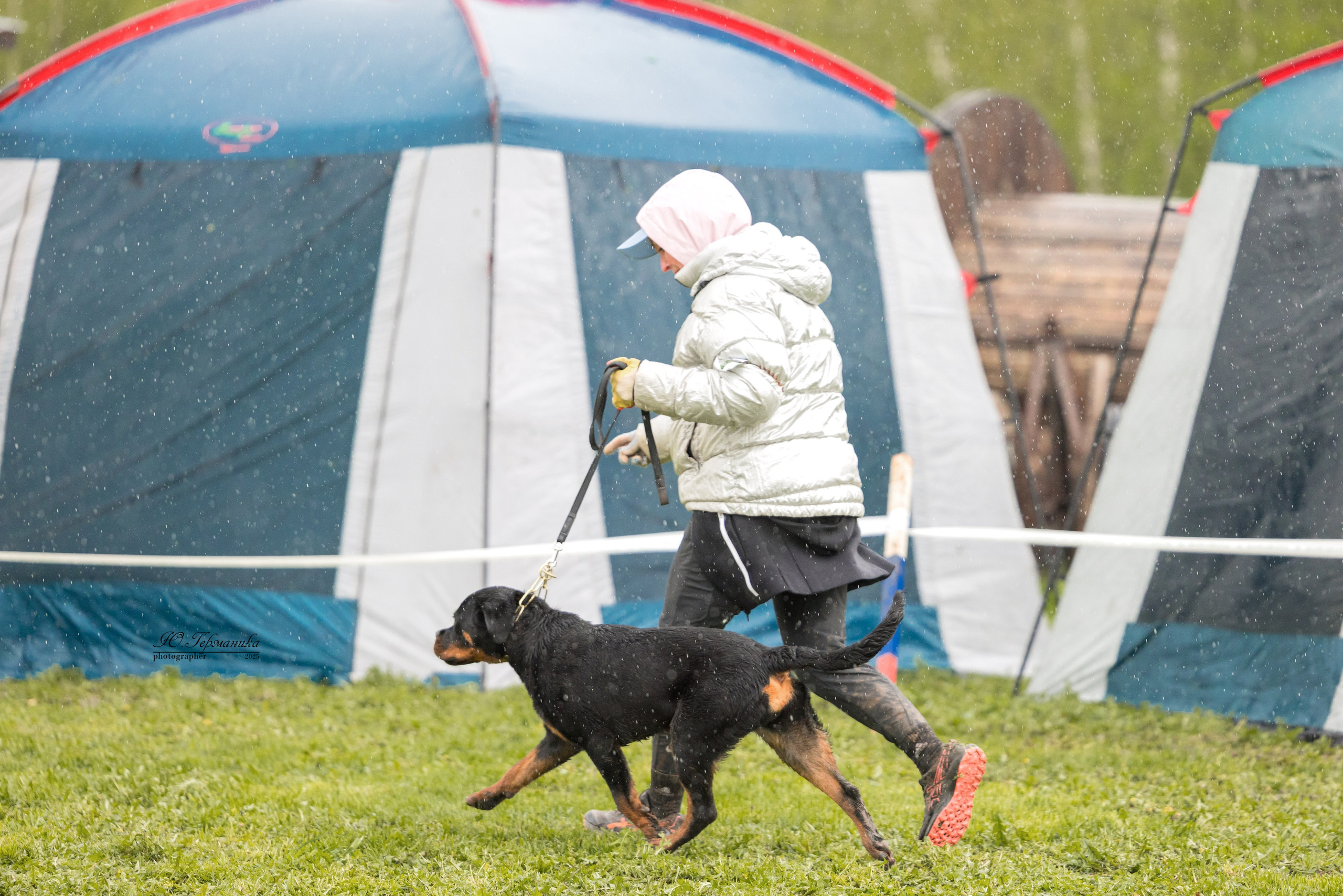 Нижний Новгород 2хмоно ротвейлеров 10-11.05.2025. Фотограф-анималист Юлия Германика