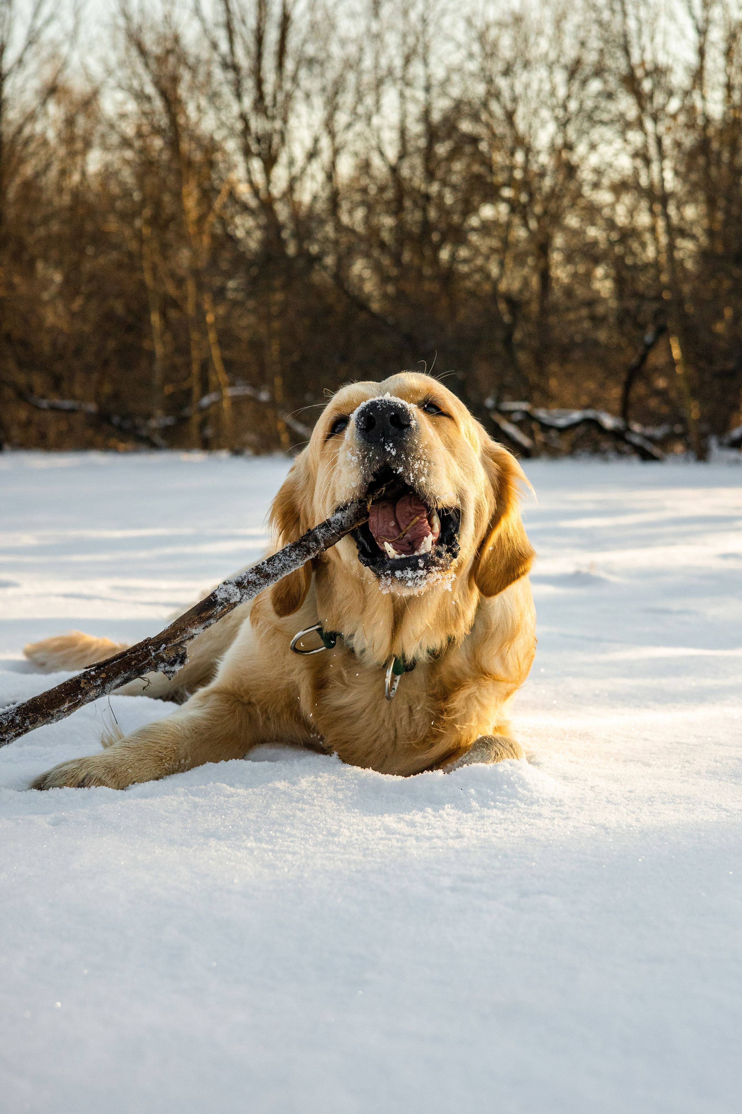 Ларри и его семья. Фотограф-анималист Ксения Шевцова|Москва