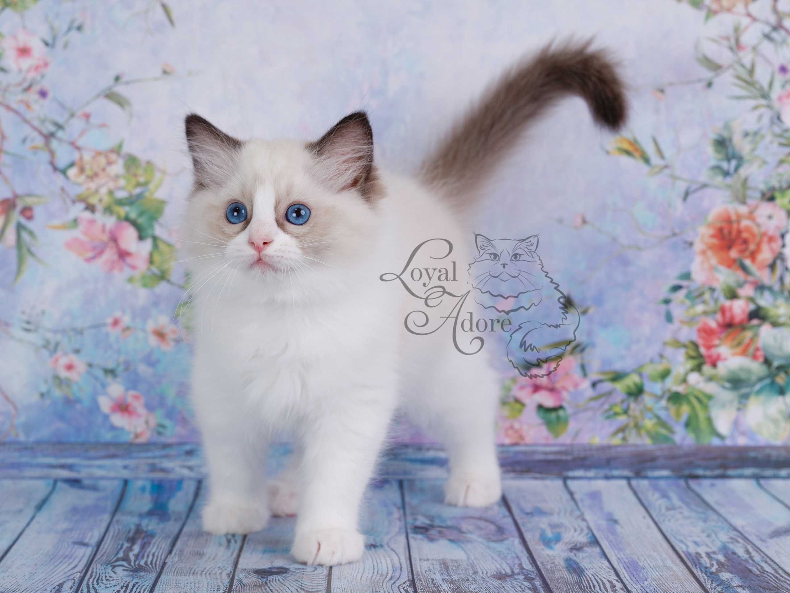 Котята рэгдолл от Loyal Adore. Питомник рэгдолл Loyal Adore