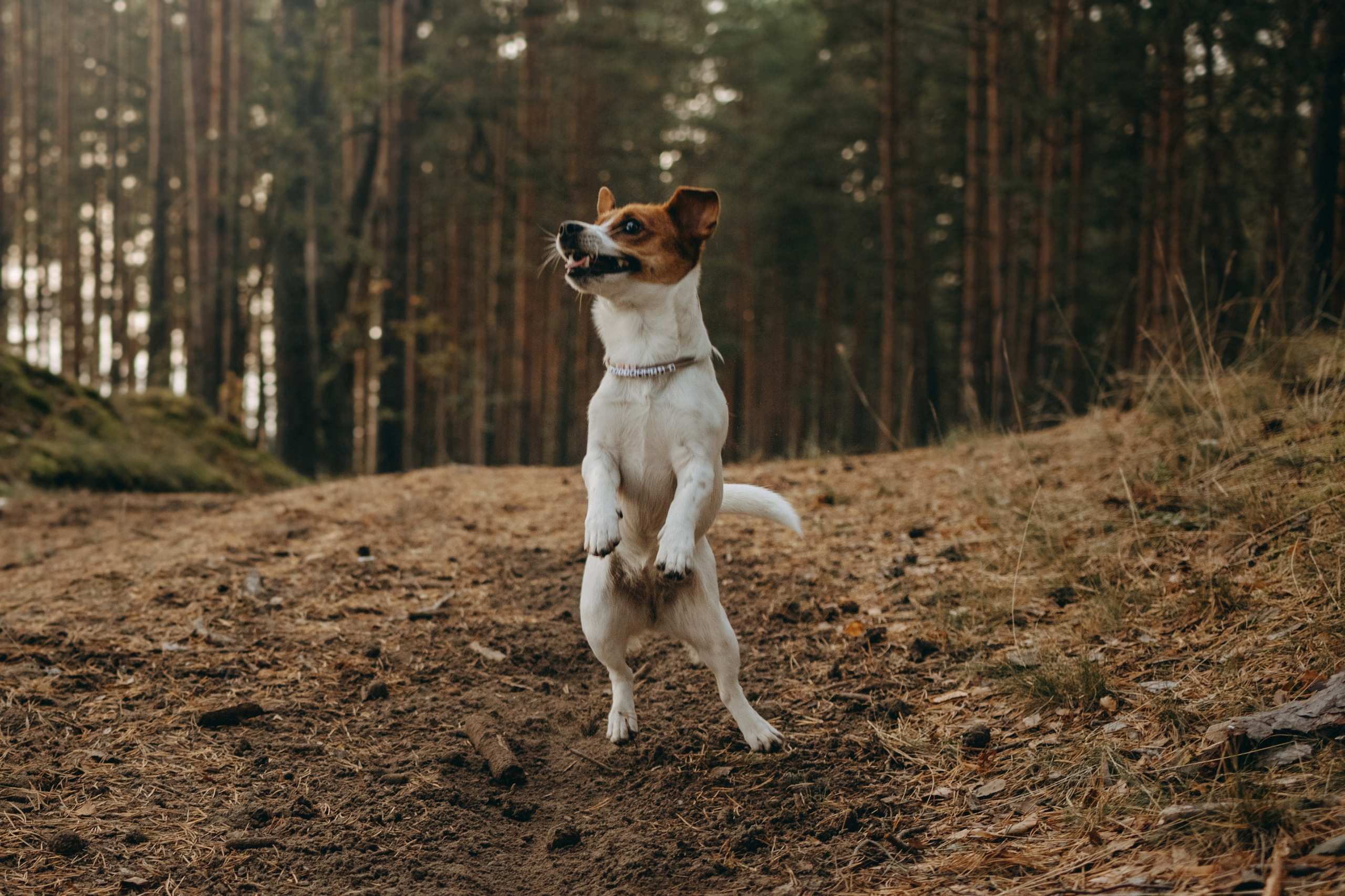 Лея и ее семья. Фотограф — Анималист | Санкт-Петербург