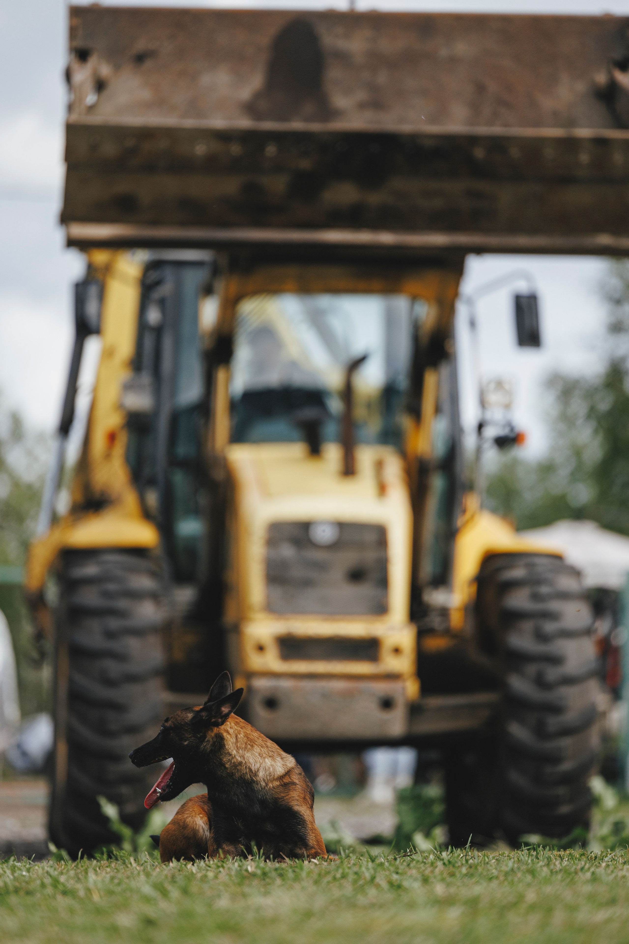 08.08.25-10.08.25 ЧР по мондьорингу г. Вологда. Фотограф-анималист Анна Маринич