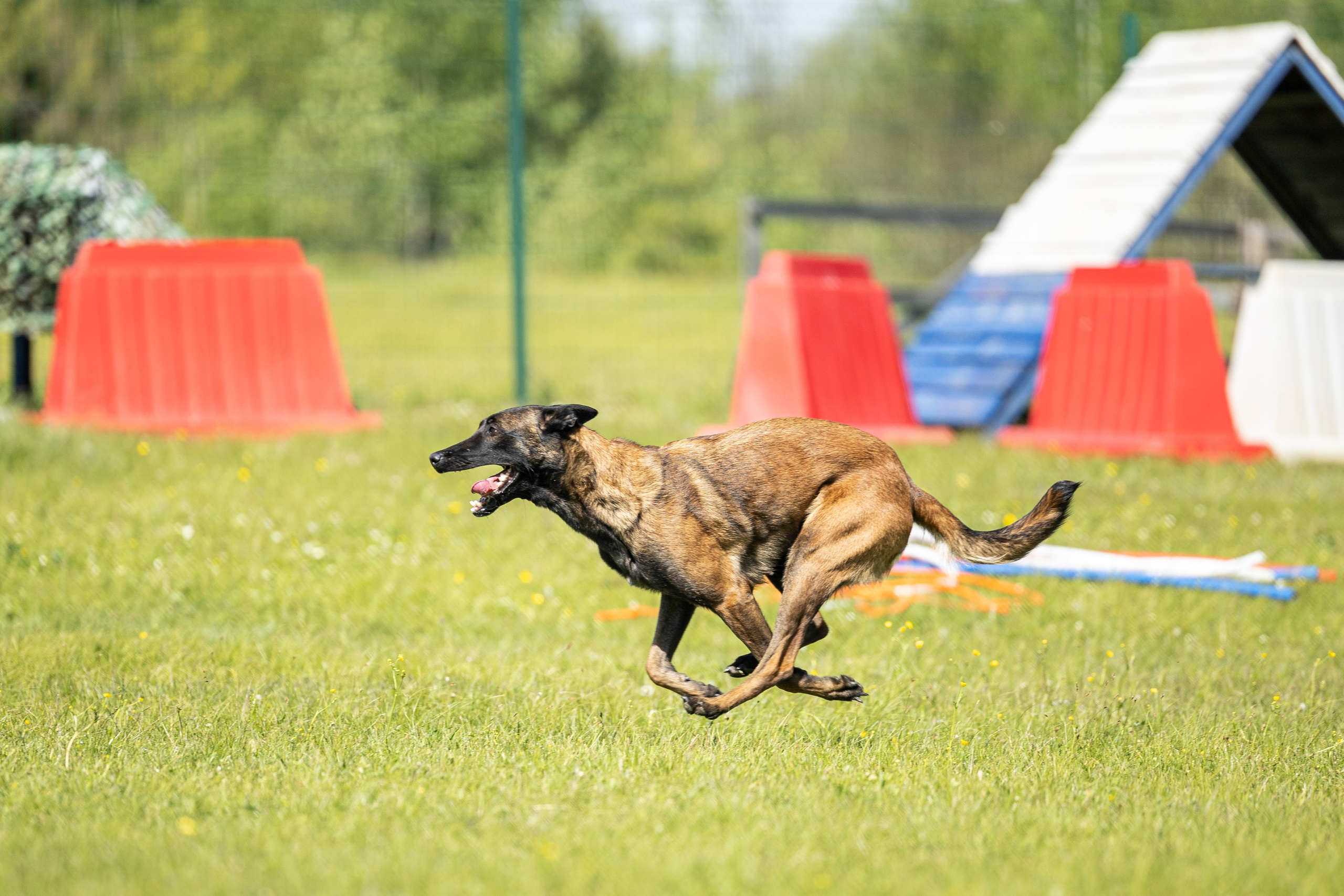 Испытания по мондьорингу в Нижнем Новгороде. Фотограф-анималист Анна Маринич