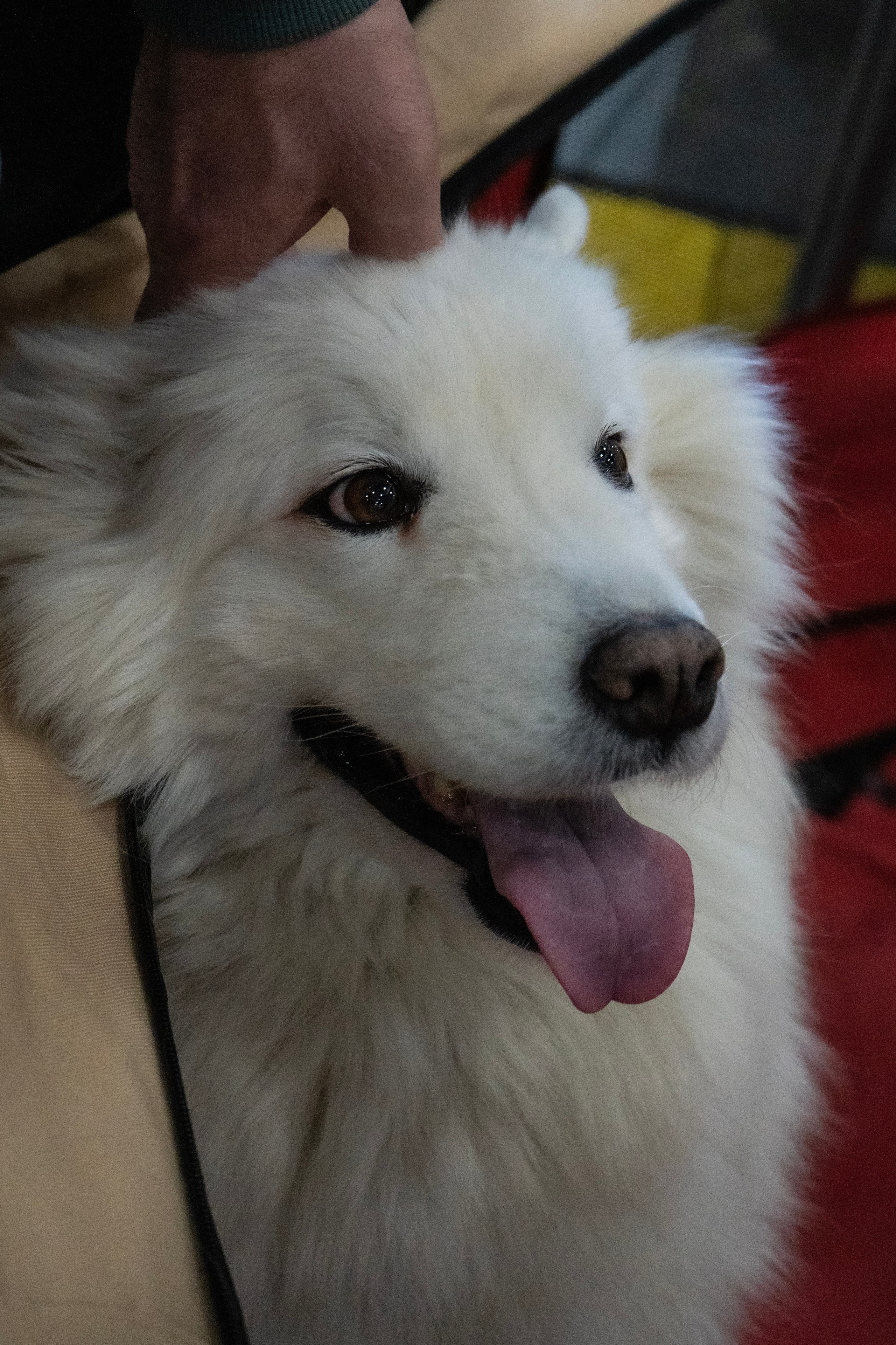 Фотосессии Пушистиков. Фотограф в Санкт-Петербурге Виктория Барышникова