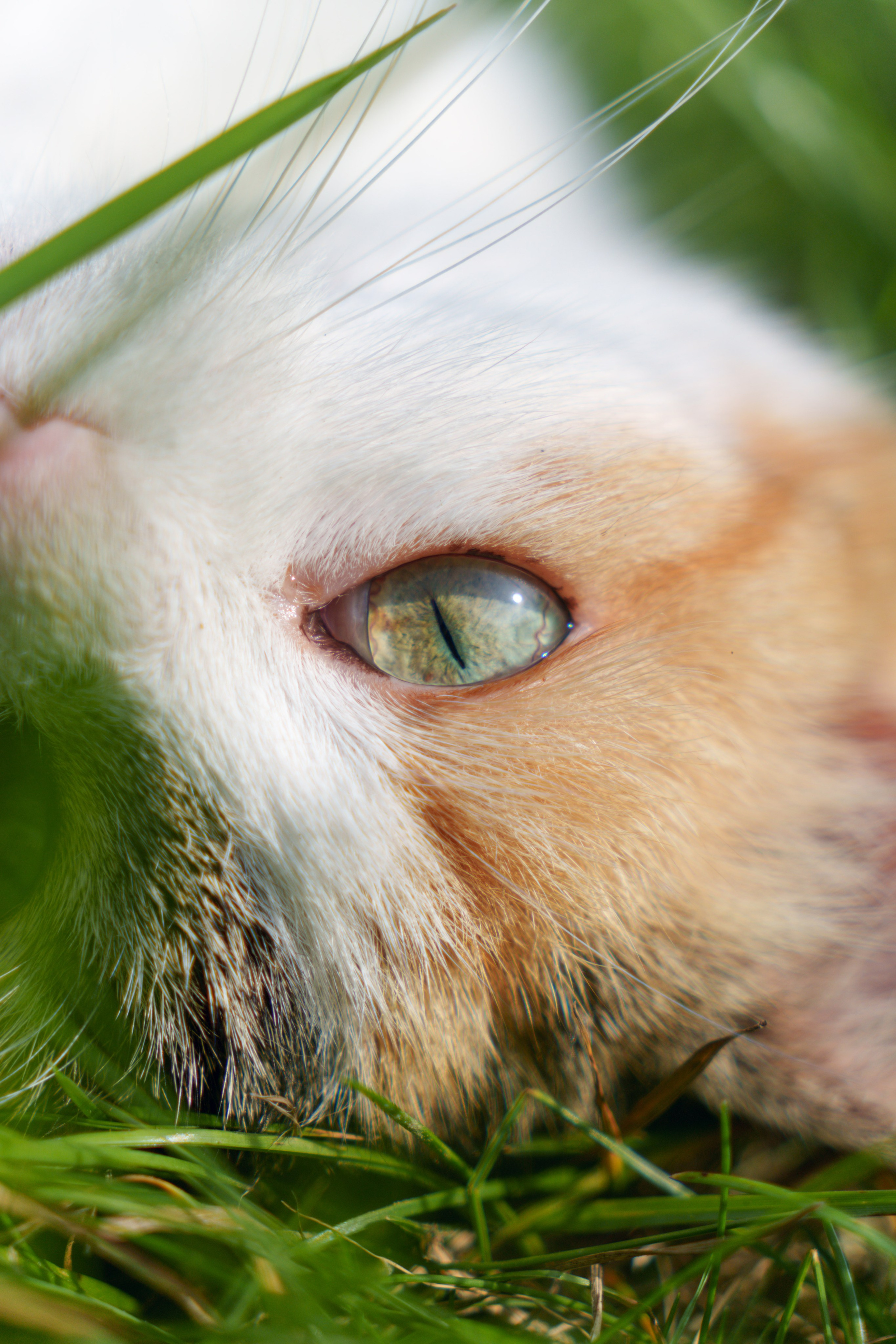 Животные. Фотограф в Санкт-Петербурге Ибрагимова Алина