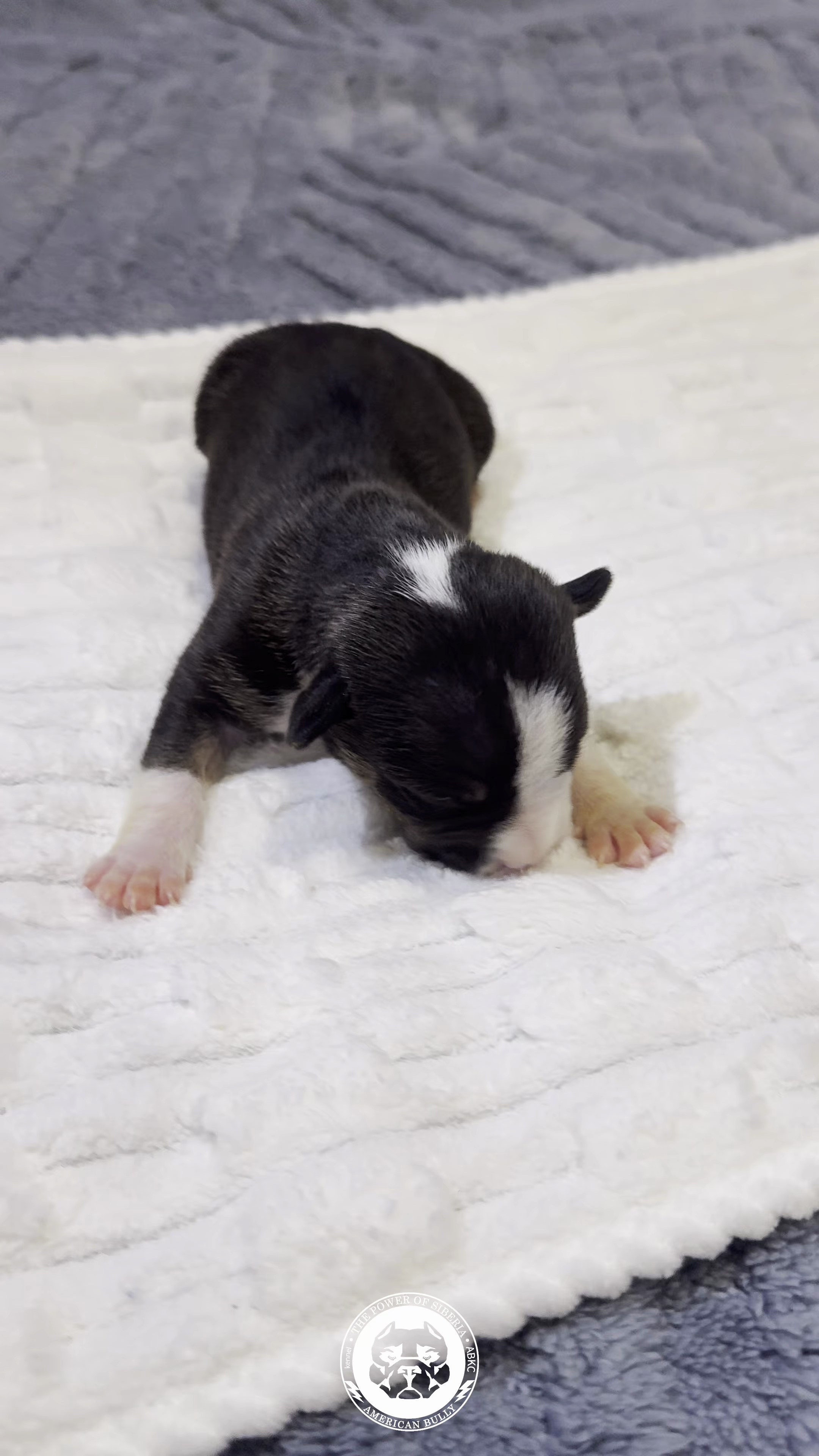 Свободные щенки Американский Булли стандарт и Свободные щенки Американский Булли классик. Американский Булли в г. Ростов-на-Дону. Питомник THE POWER OF SIBERIA