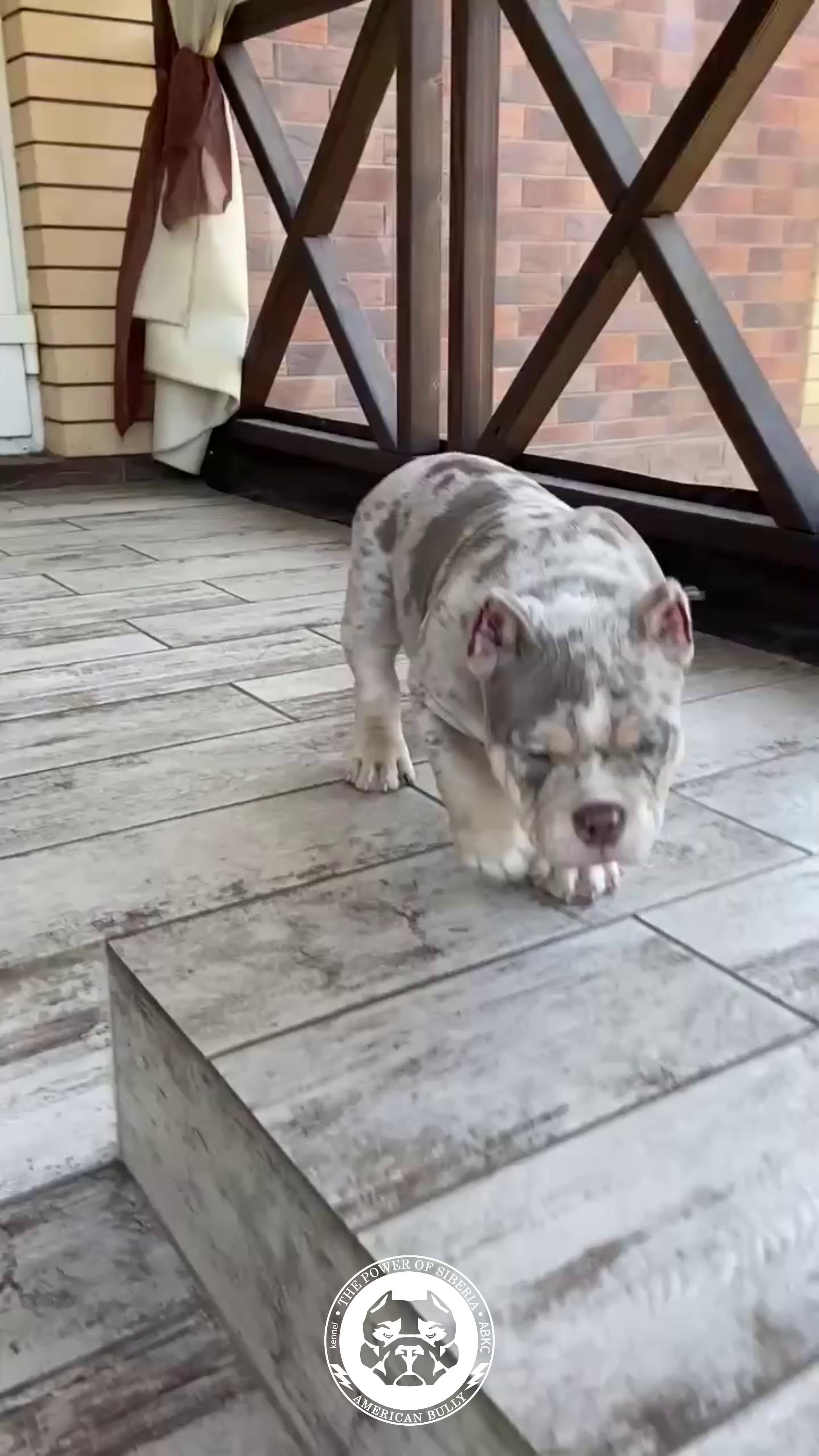 Свободные щенки Американский Булли, в типах покет, классик, стандарт. Американский Булли в г. Ростов-на-Дону. Питомник THE POWER OF SIBERIA