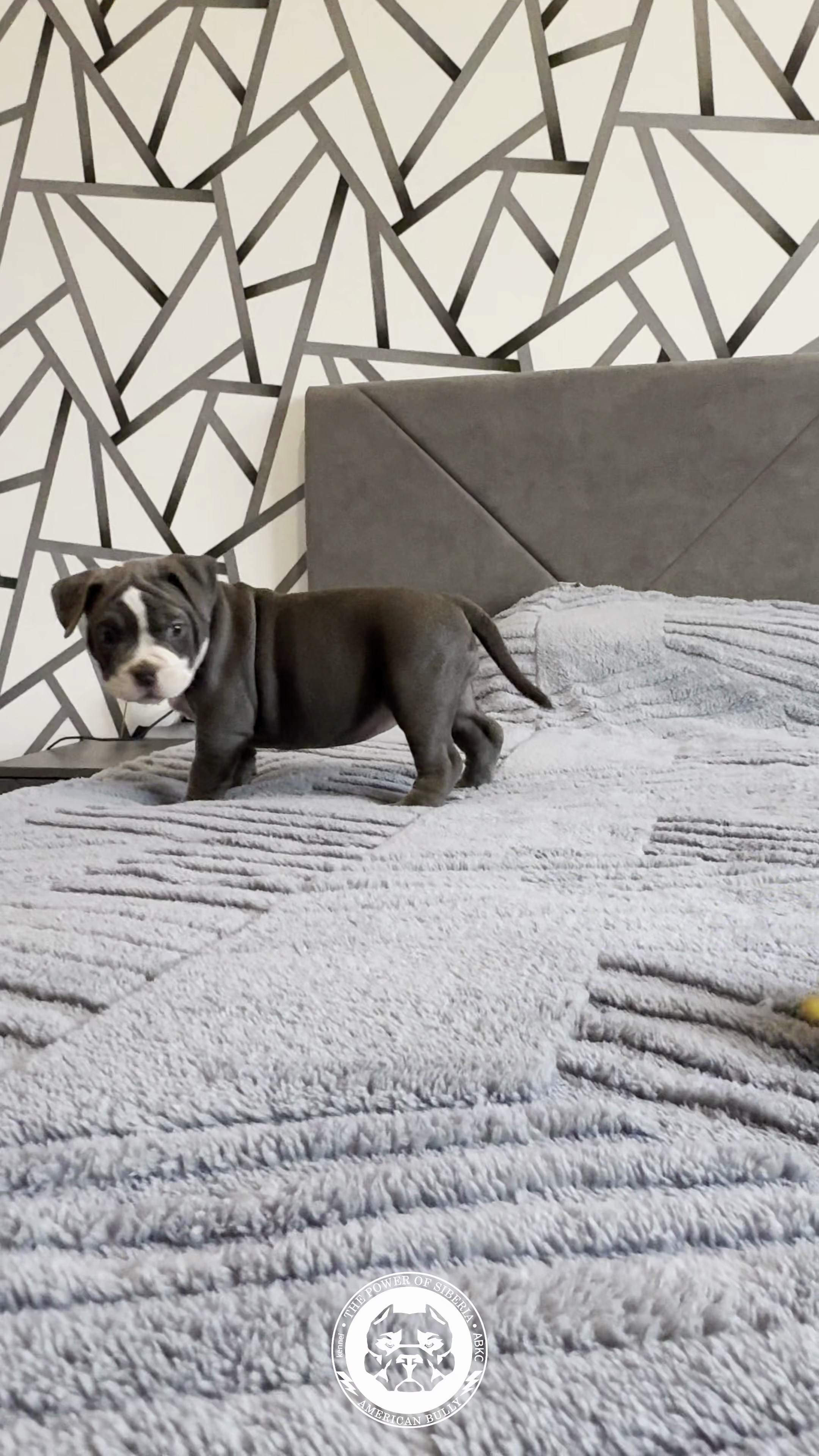 Свободные щенки Американский Булли, в типах покет, классик, стандарт. Американский Булли в г. Ростов-на-Дону. Питомник THE POWER OF SIBERIA